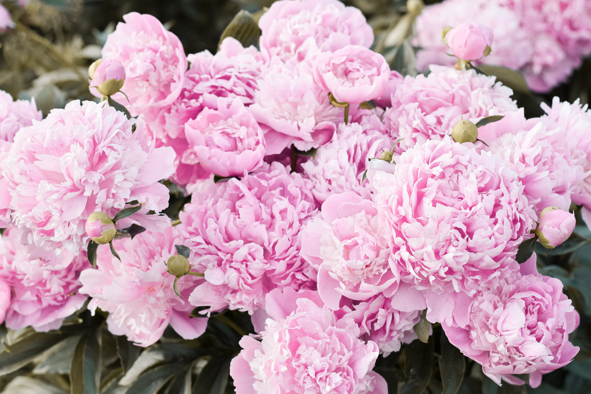 Peony ‘Monsieur Jules Elie’ (Bare Root)