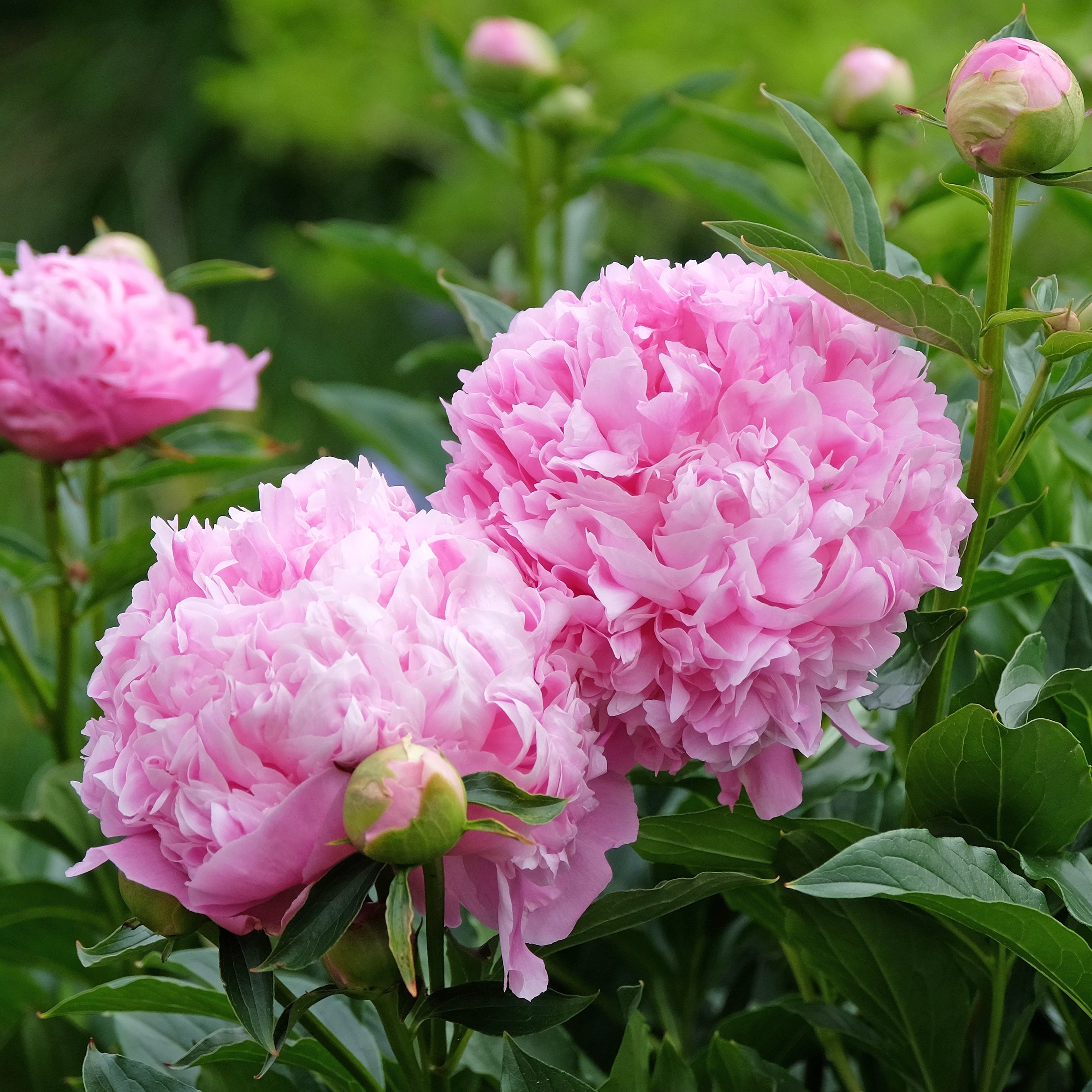 Peony ‘Monsieur Jules Elie’ (Bare Root)