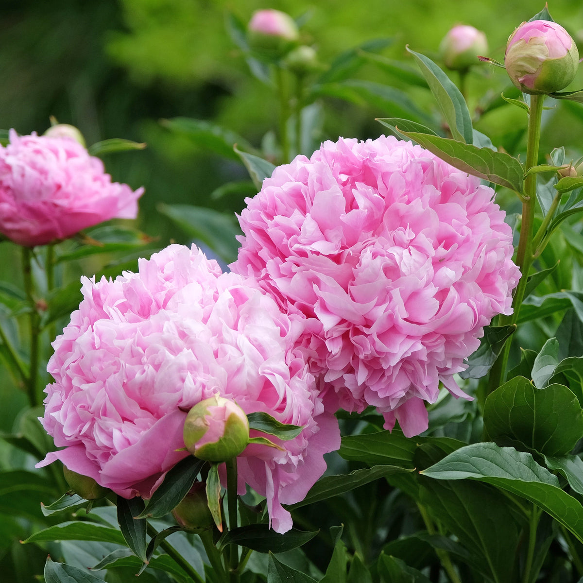 Peony ‘Monsieur Jules Elie’ (Bare Root)