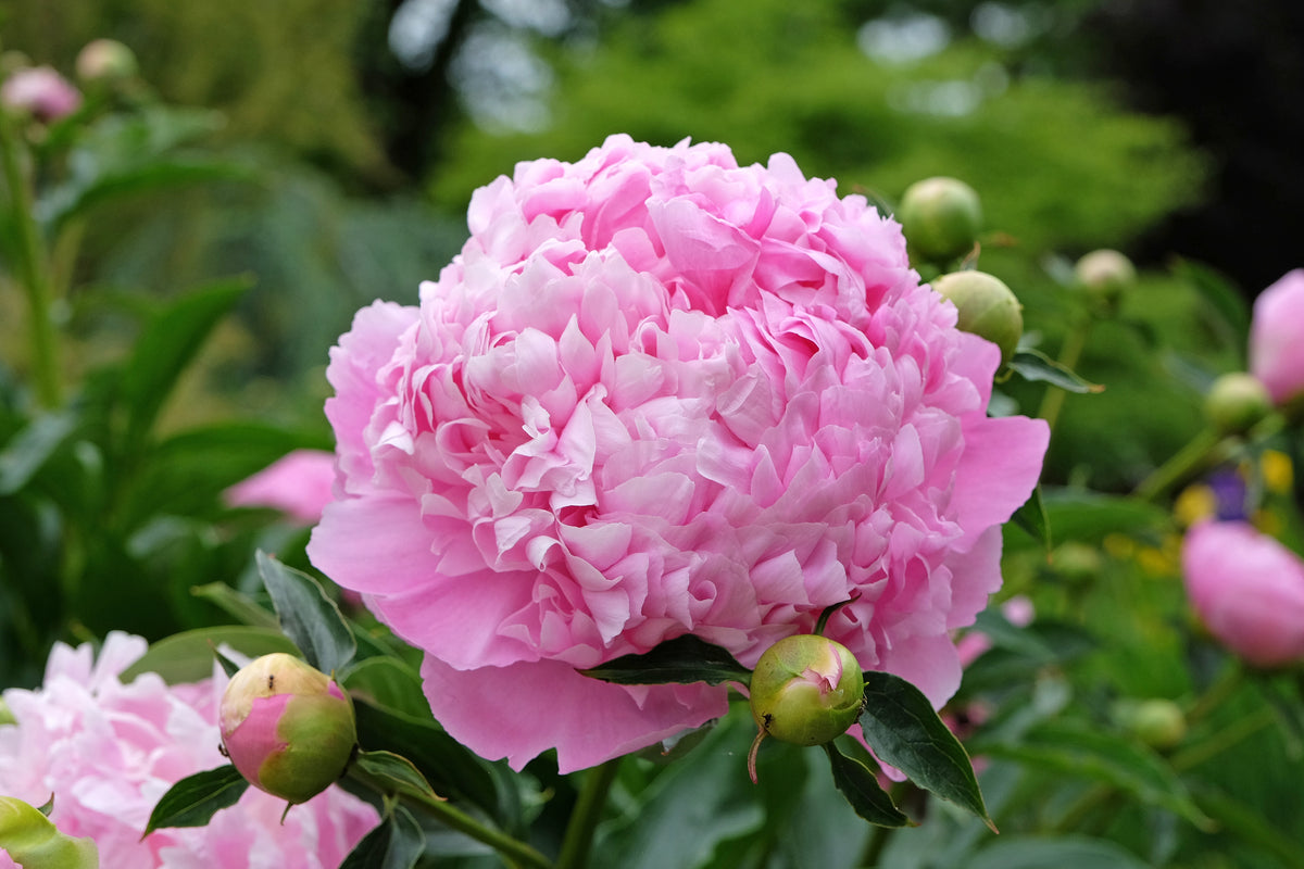 Peony ‘Monsieur Jules Elie’ (Bare Root)