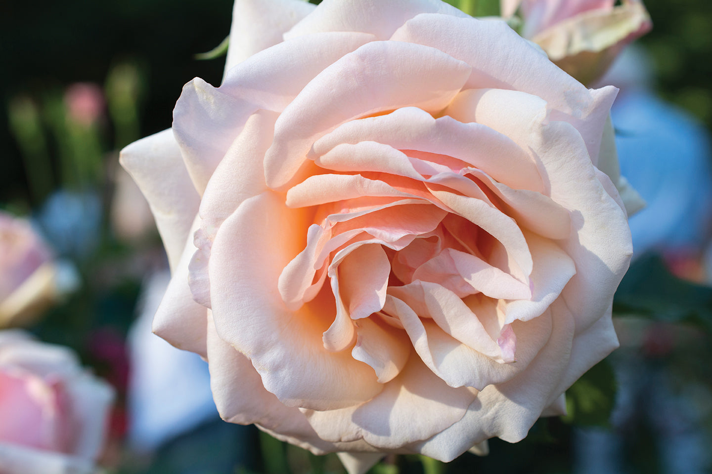 Mother of Pearl® Rose