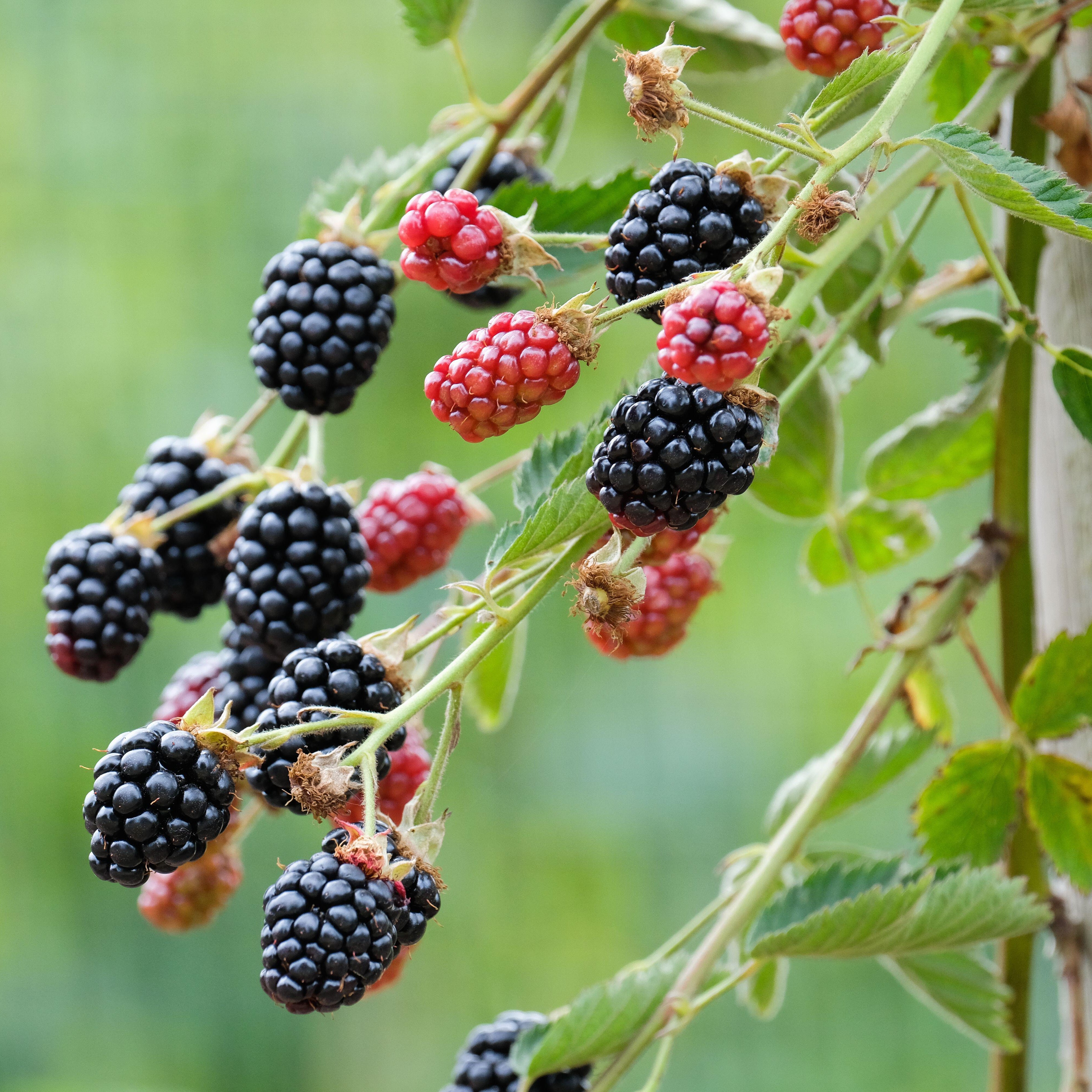 Navaho Thornless Blackberry