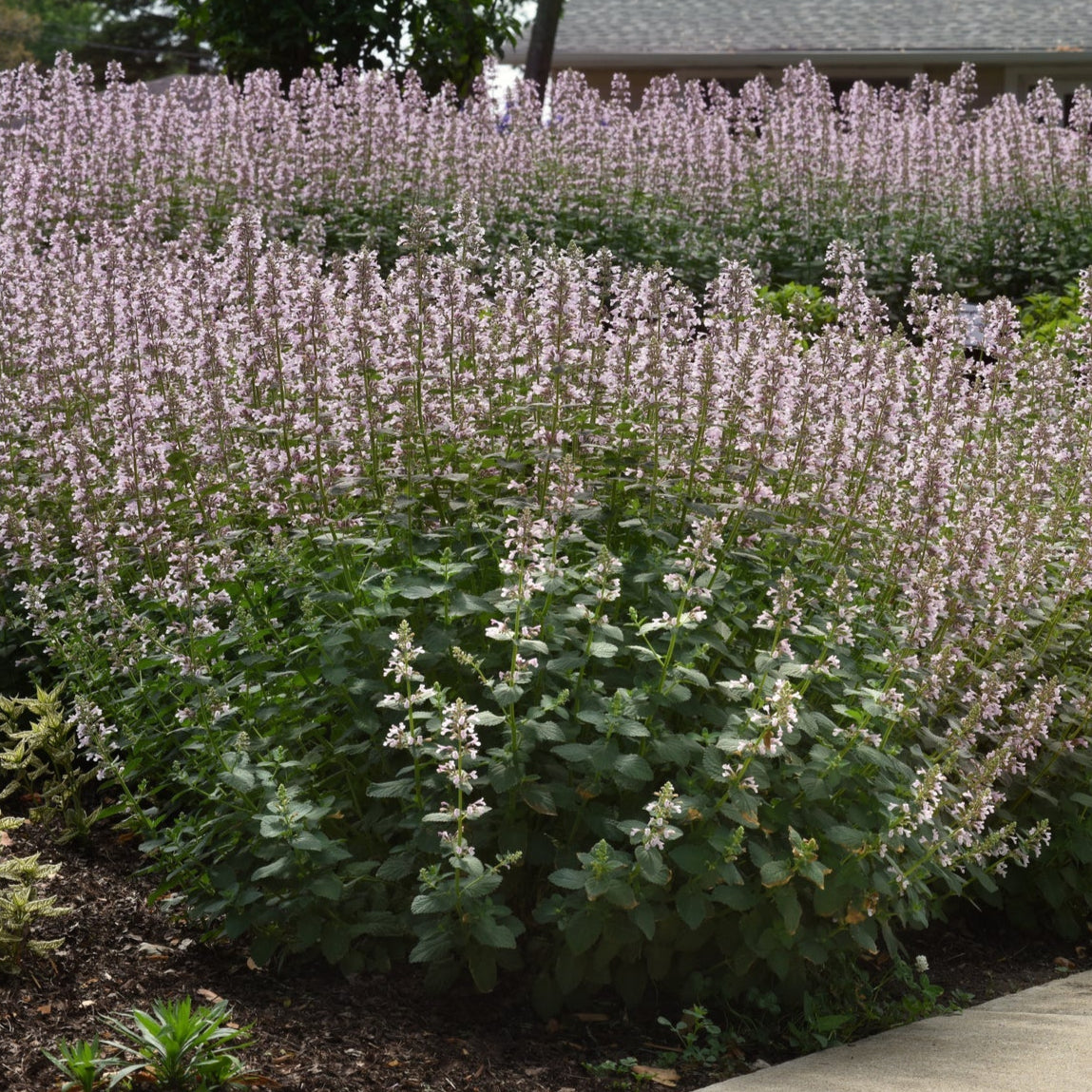 Whispurr™ Pink Catmint