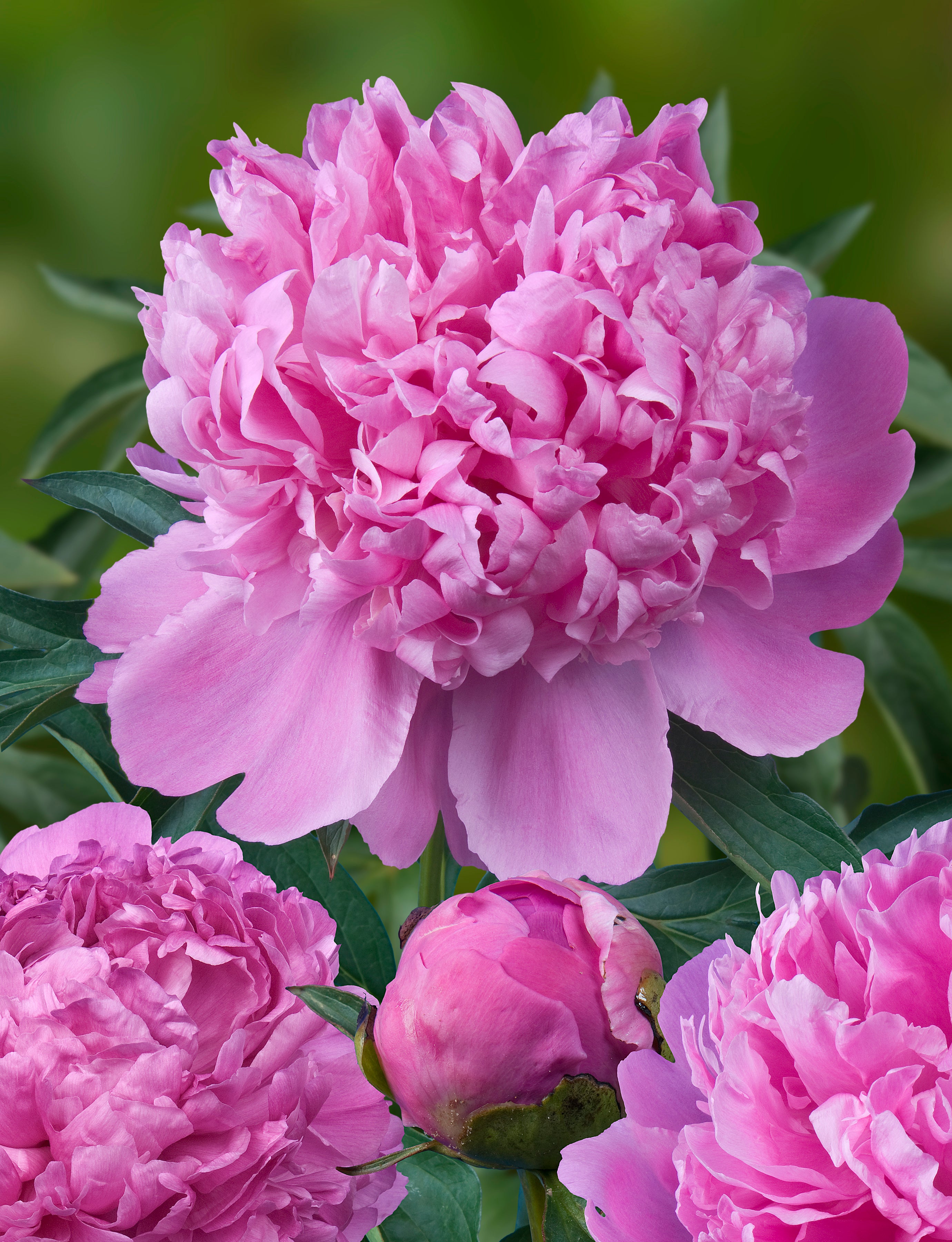 Peony ‘Monsieur Jules Elie’ (Bare Root)