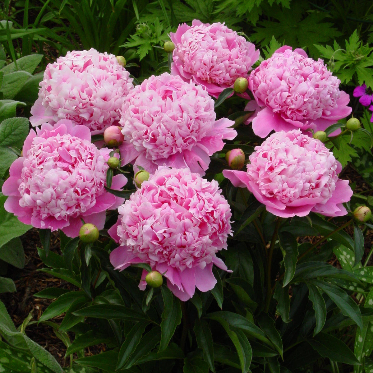 Peony ‘Monsieur Jules Elie’ (Bare Root)