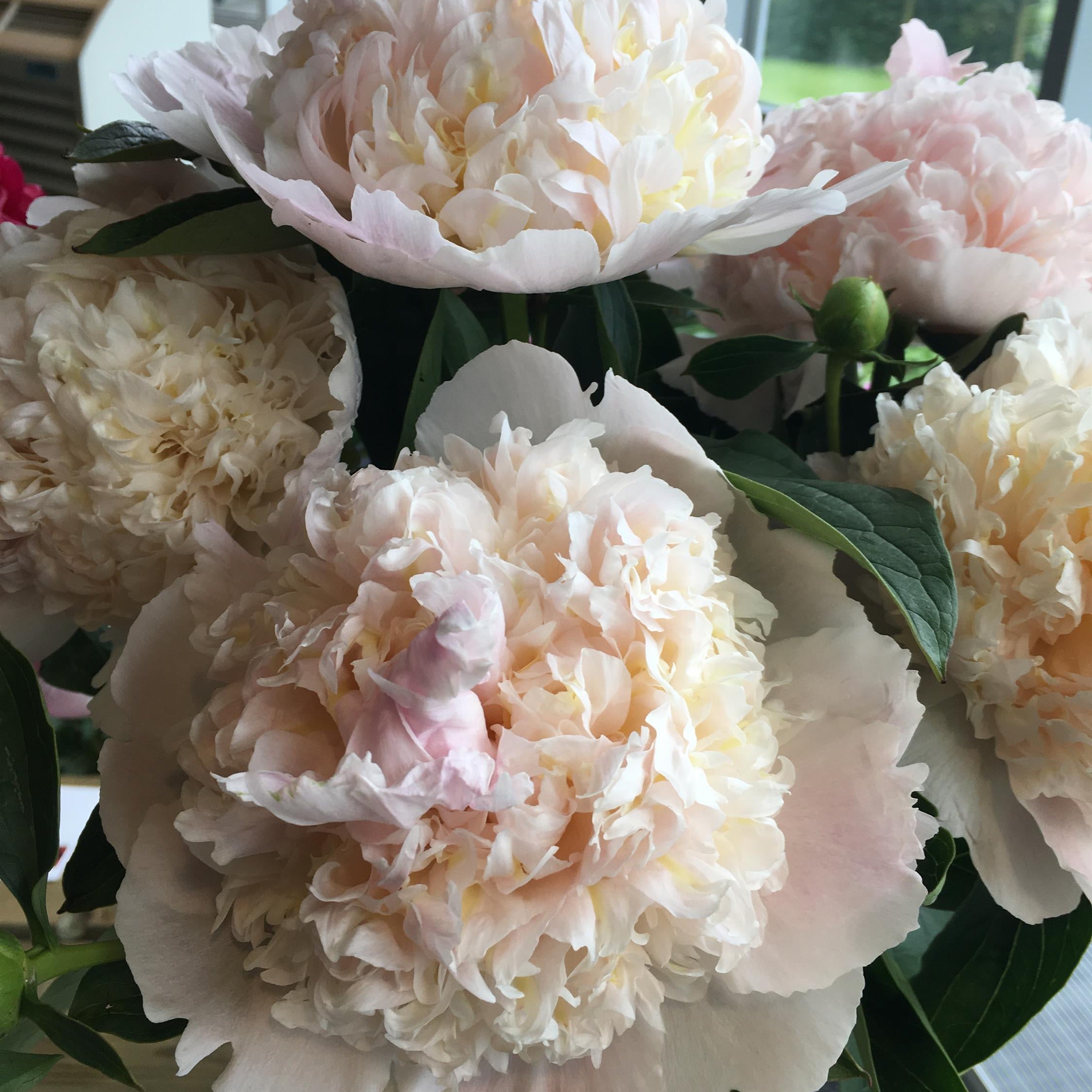 Peony ‘Top Brass’ (Bare Root)