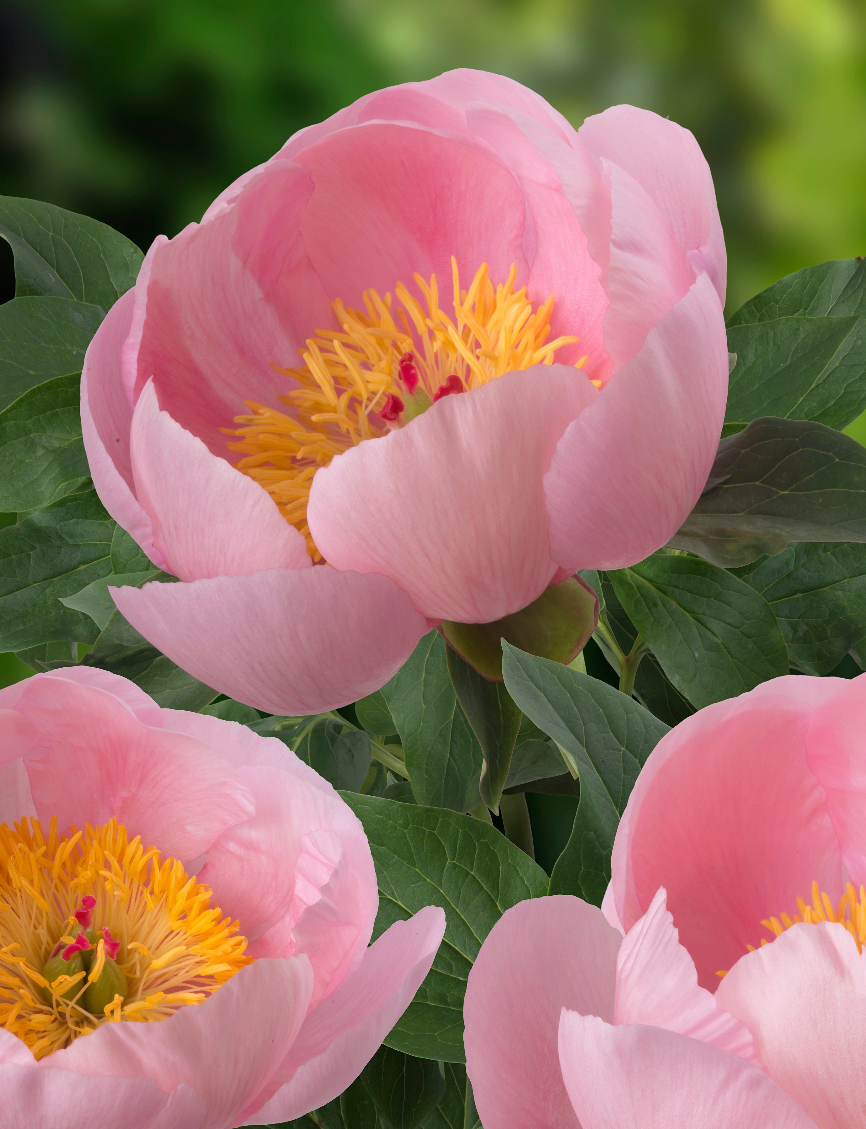 Peony ‘Soft Salmon Saucer’ (Bare Root)