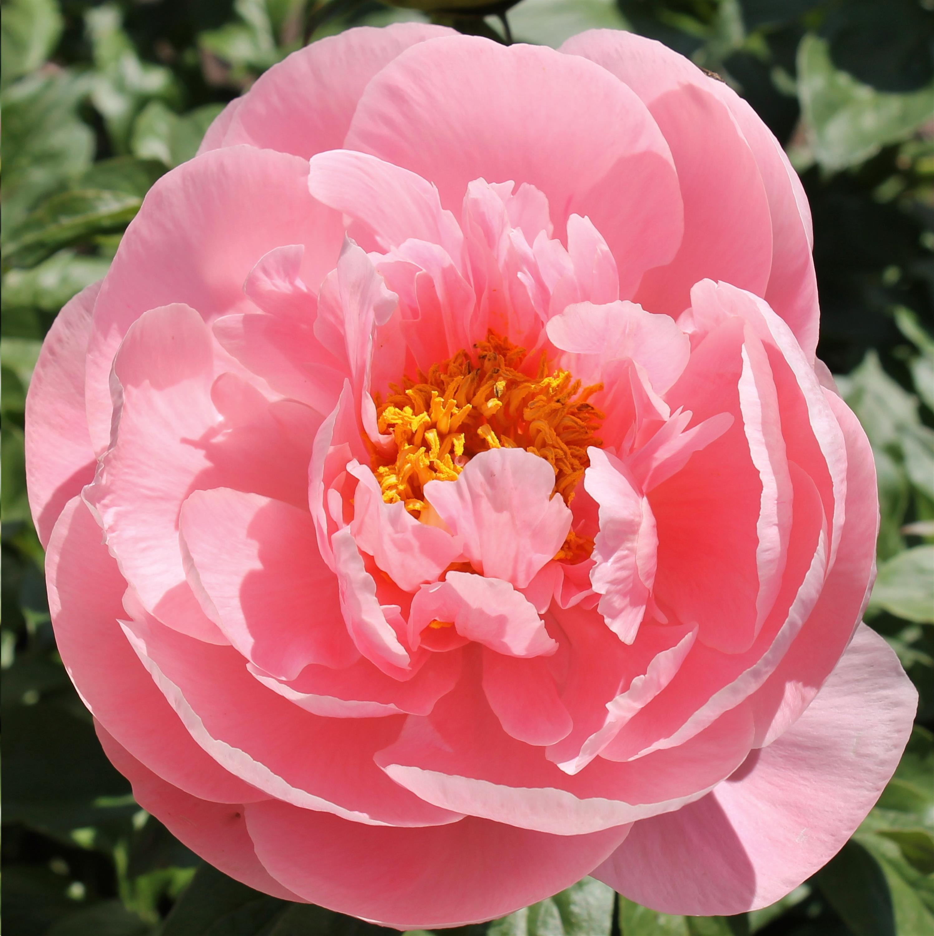 Peony ‘Soft Salmon Saucer’ (Bare Root)