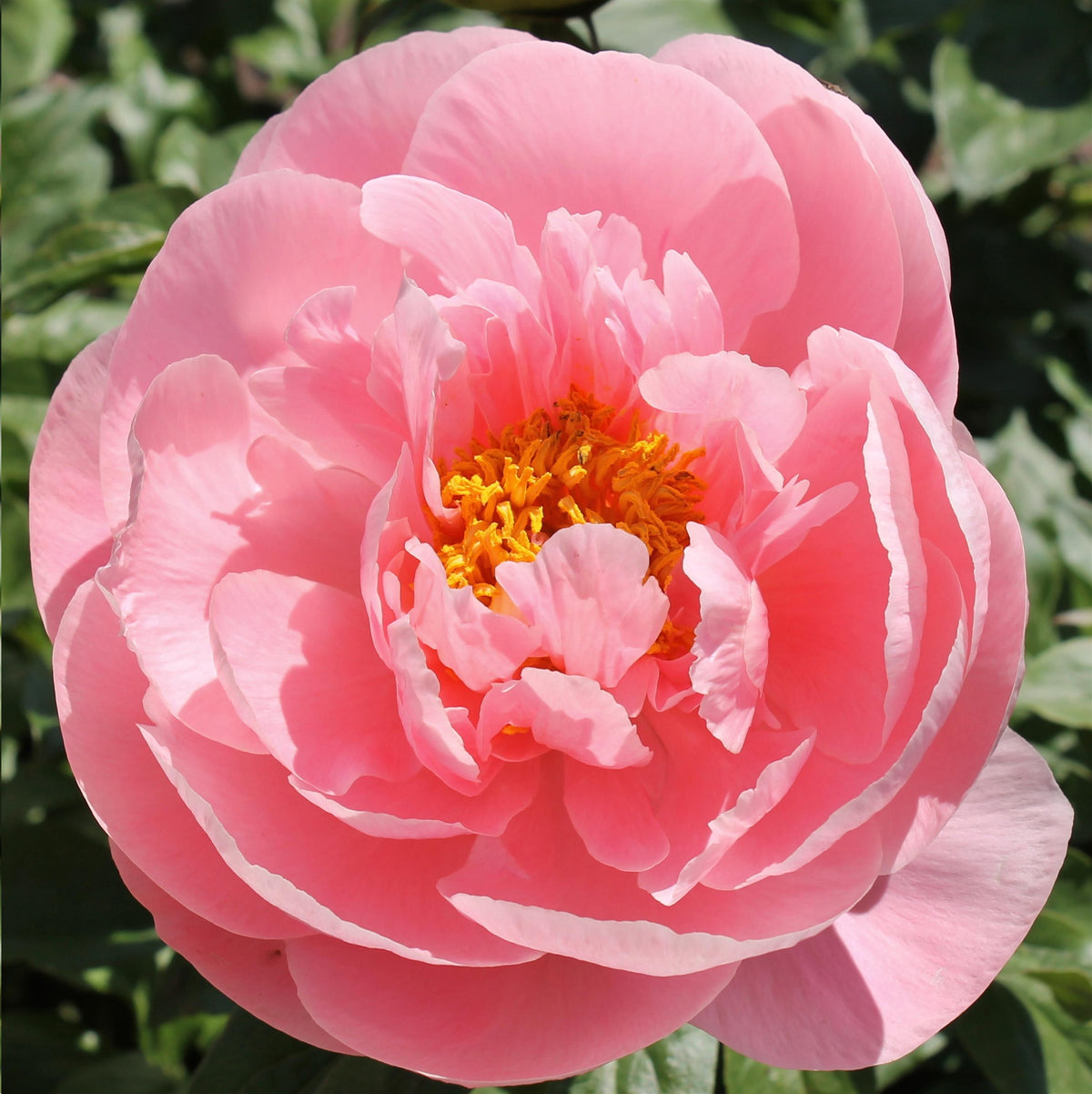 Peony ‘Soft Salmon Saucer’ (Bare Root)