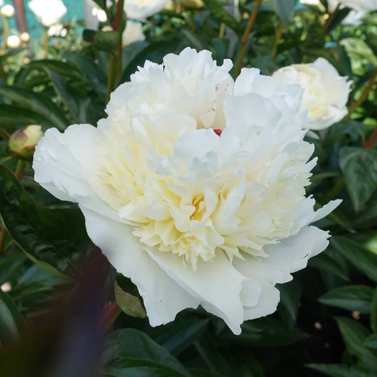 Peony ‘Bridal Grace’ (Bare Root)