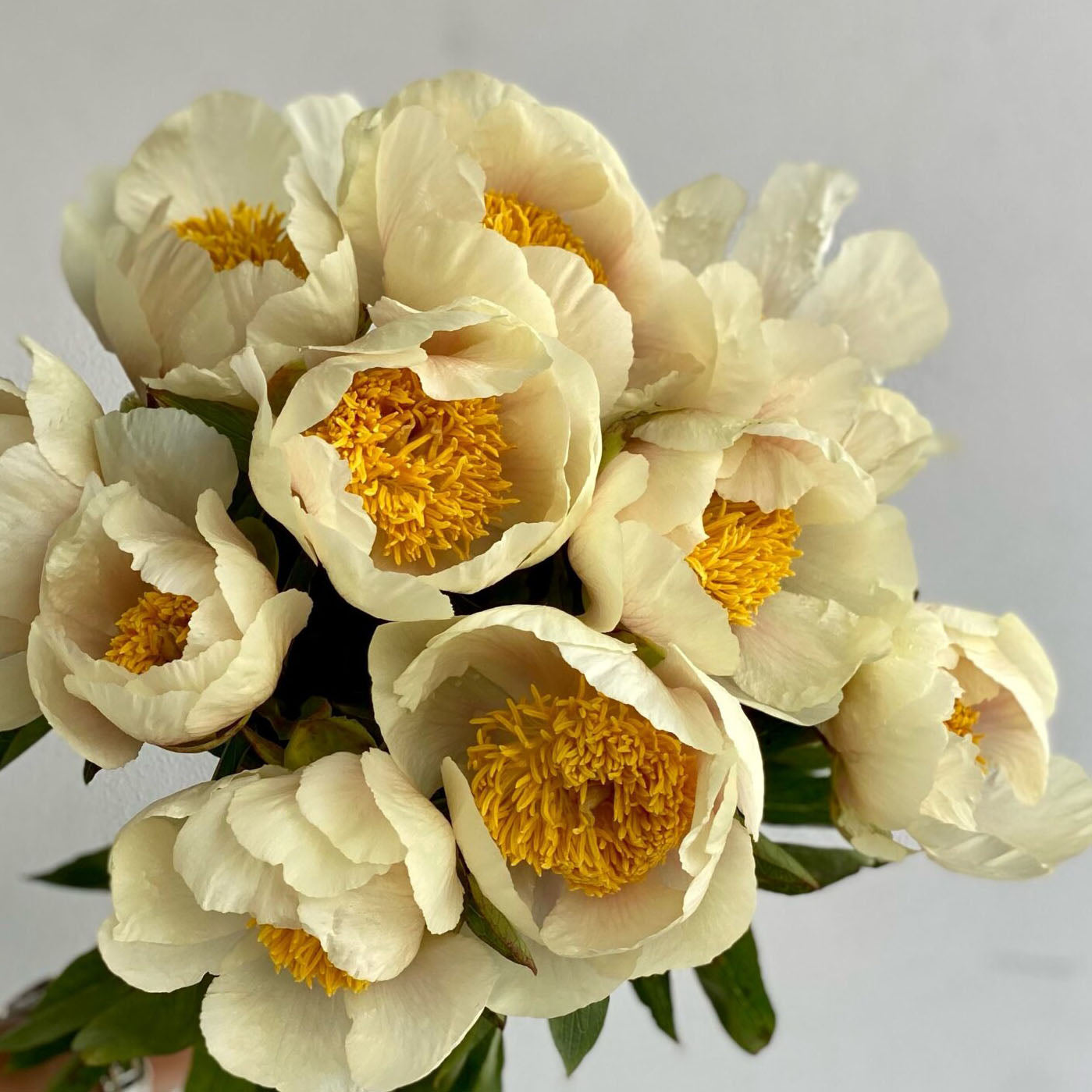 Peony ‘Claire de Lune’ (Bare Root)