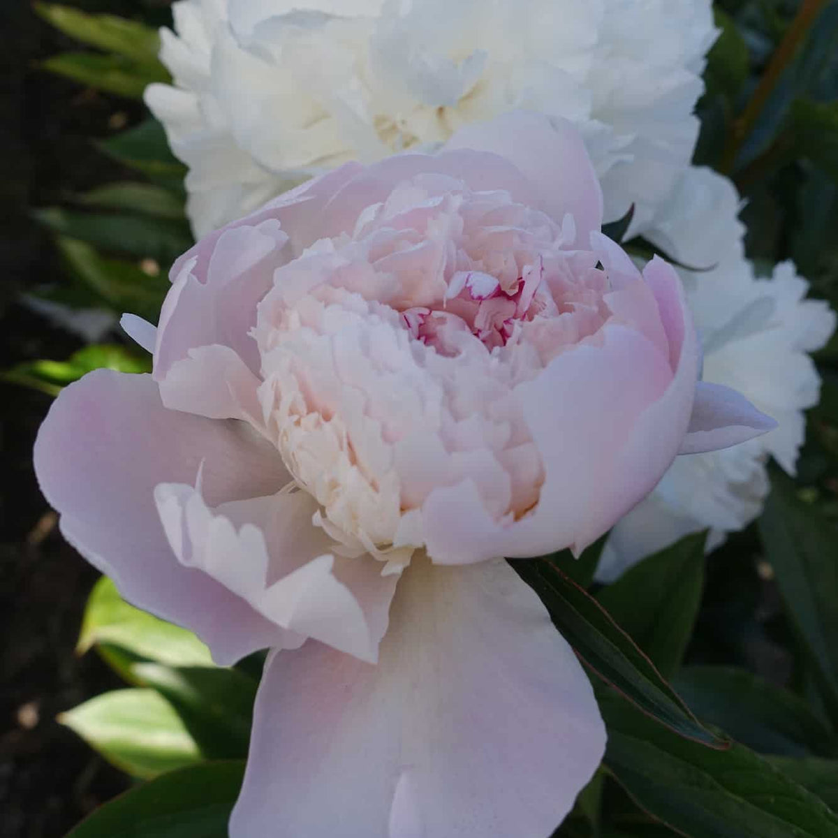 Peony ‘Pecher’ (Bare Root)