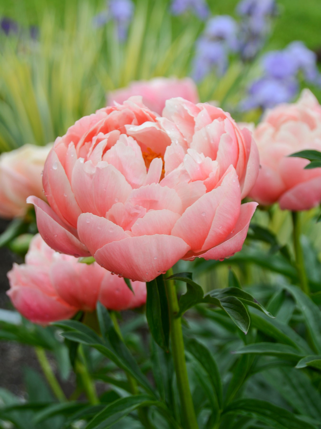 Peony ‘Coral Charm’ (Bare Root)