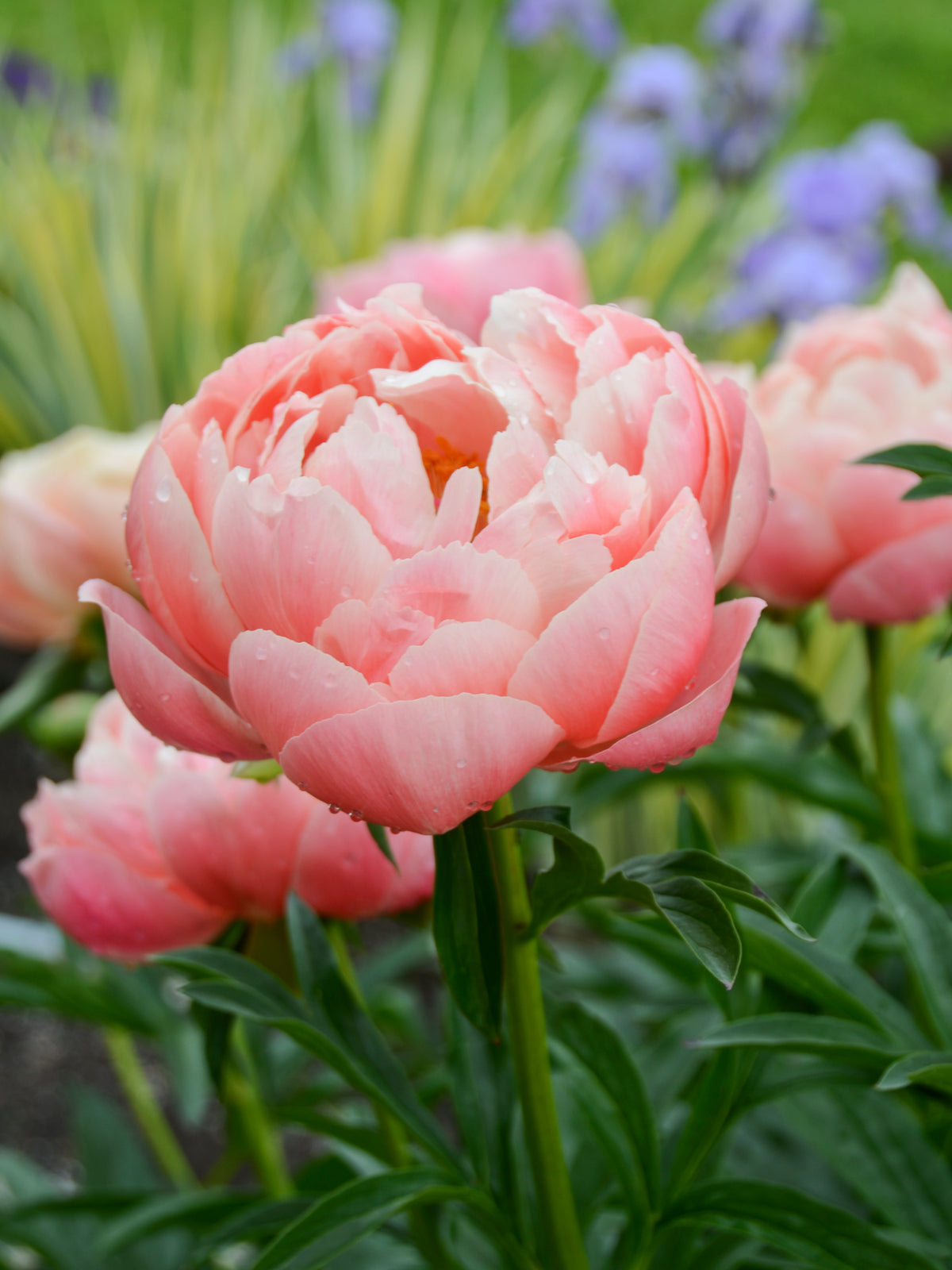 Peony ‘Coral Charm’ (Bare Root)