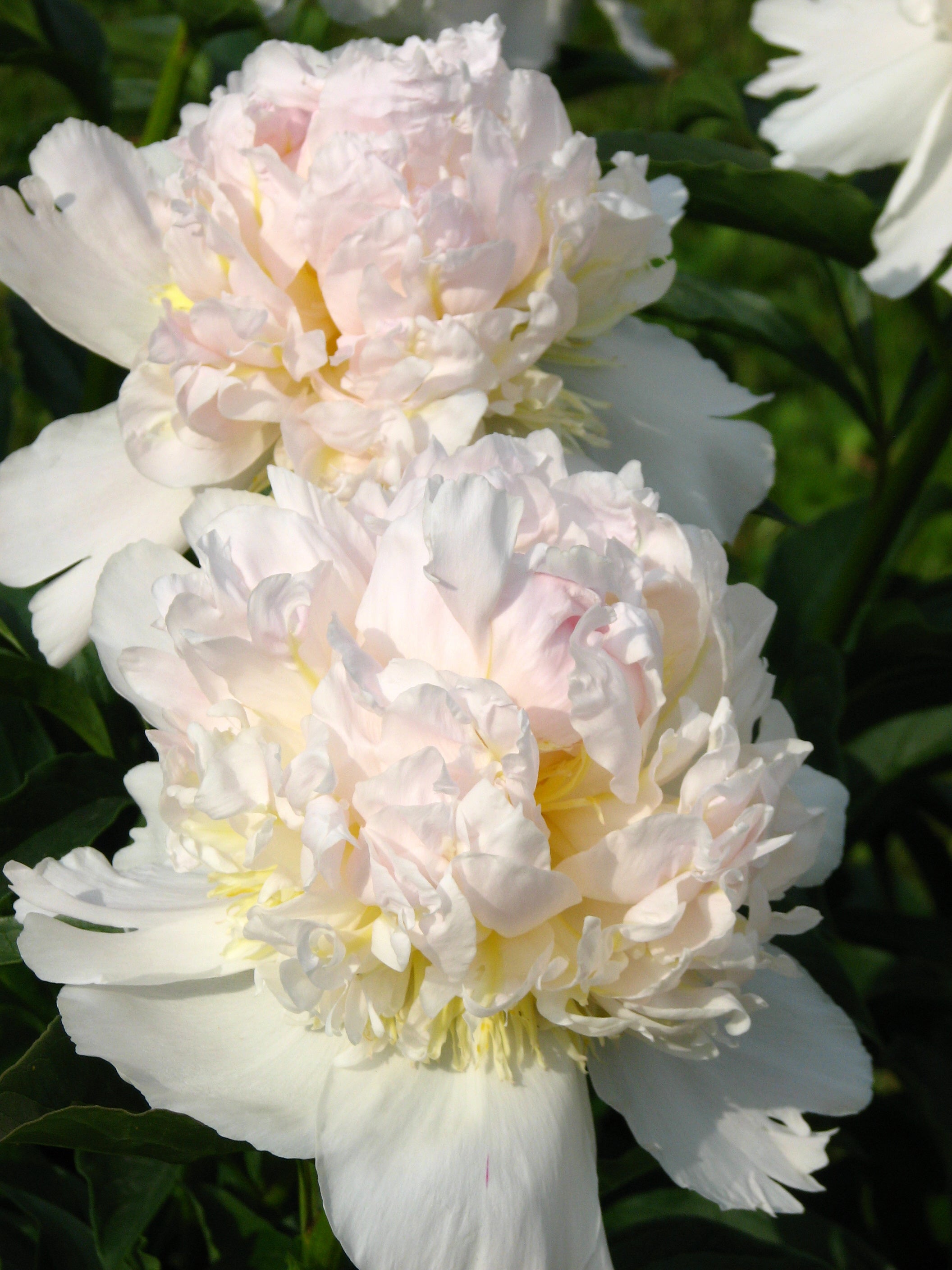 Peony ‘Top Brass’ (Bare Root)