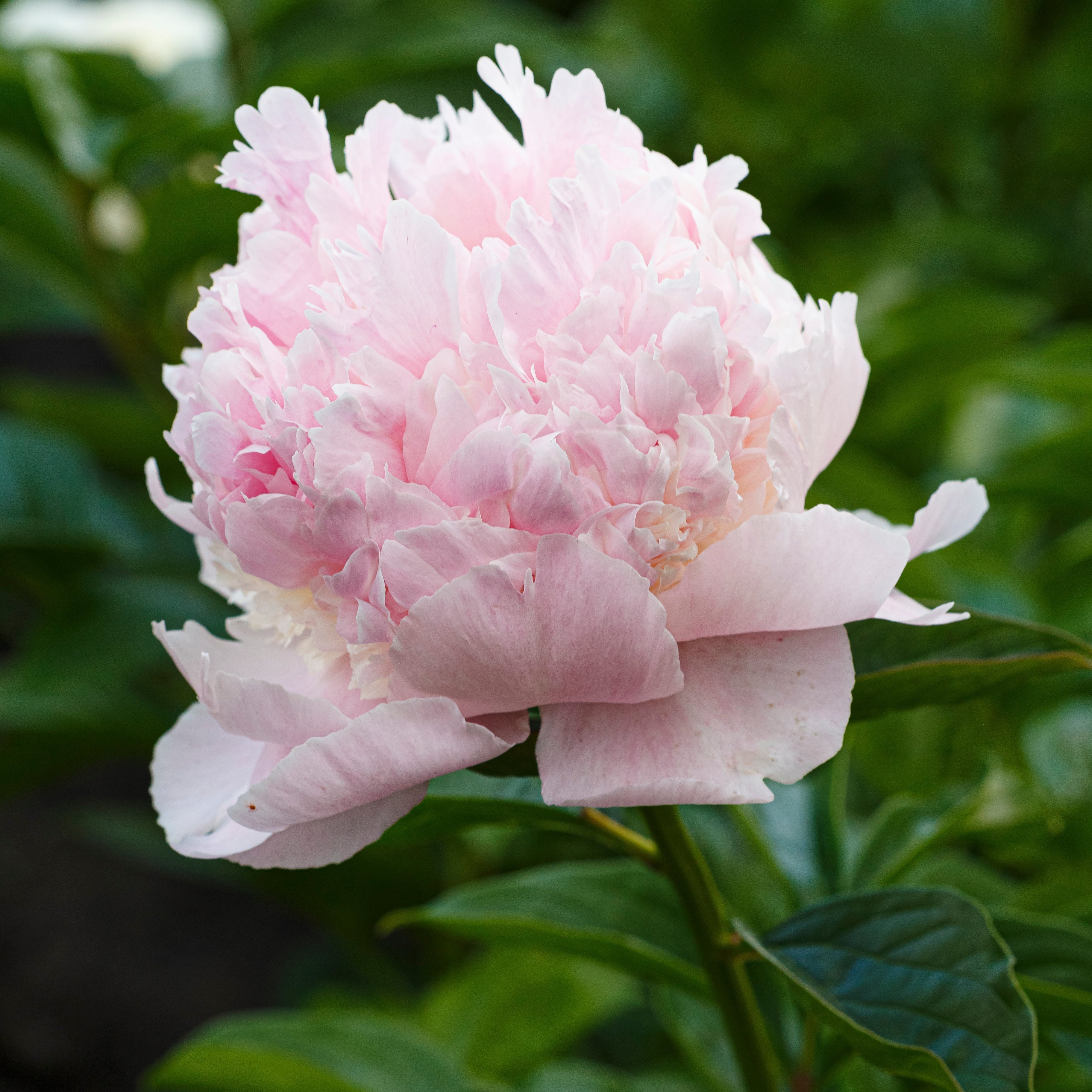Peony ‘Angel Cheeks’