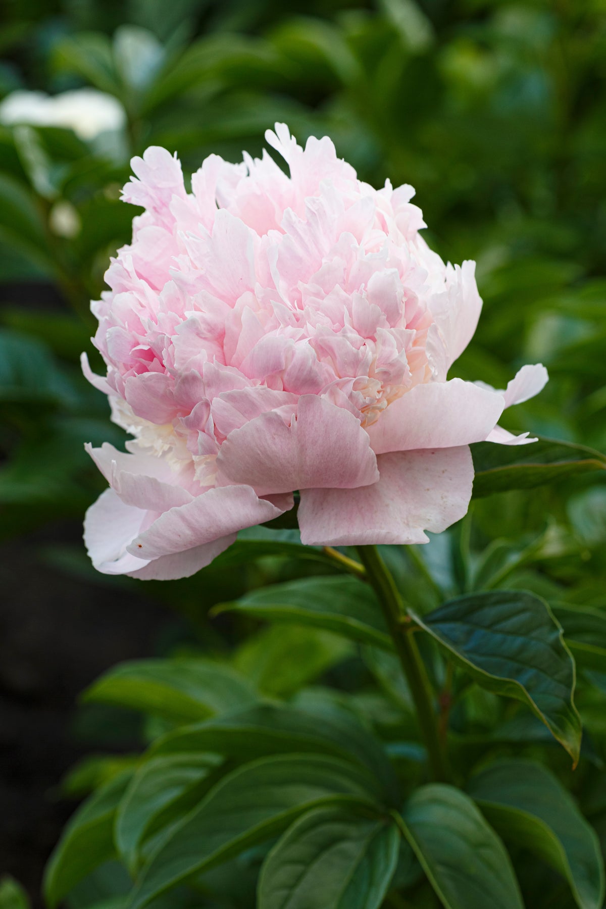 Peony ‘Angel Cheeks’