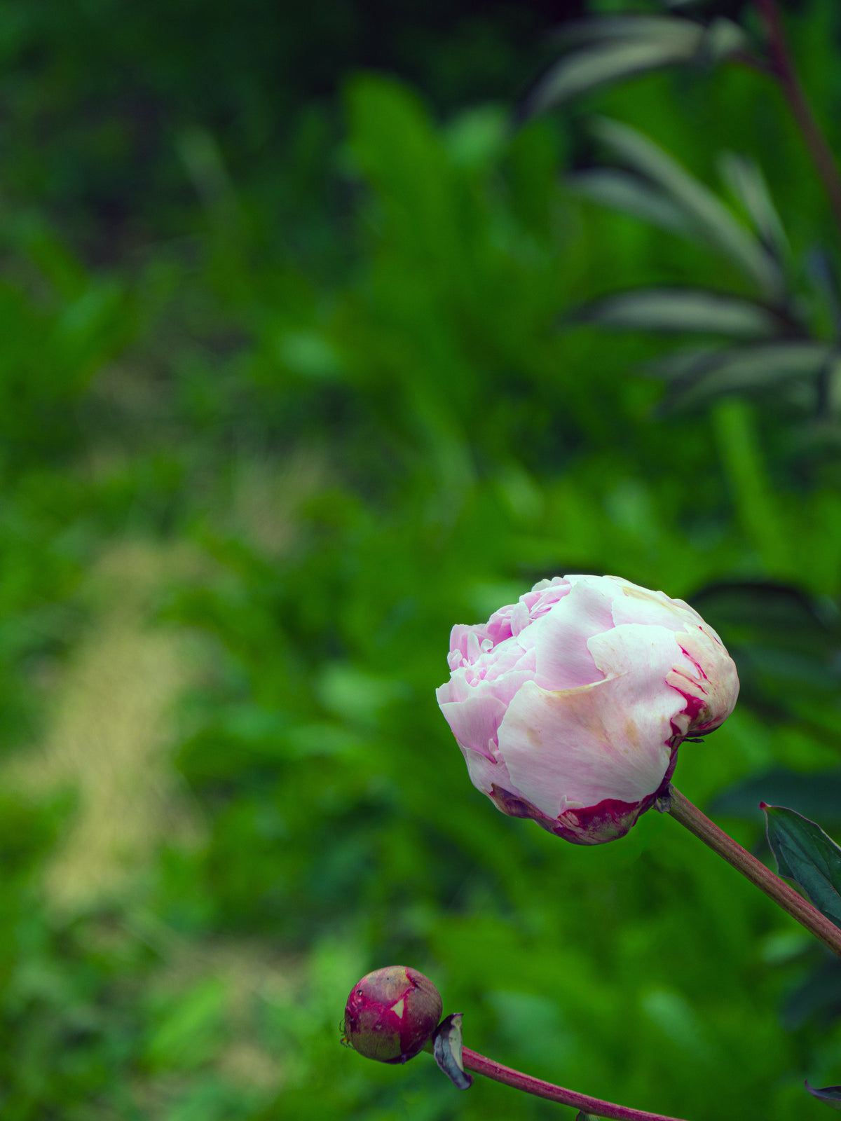 Peony ‘Angel Cheeks’