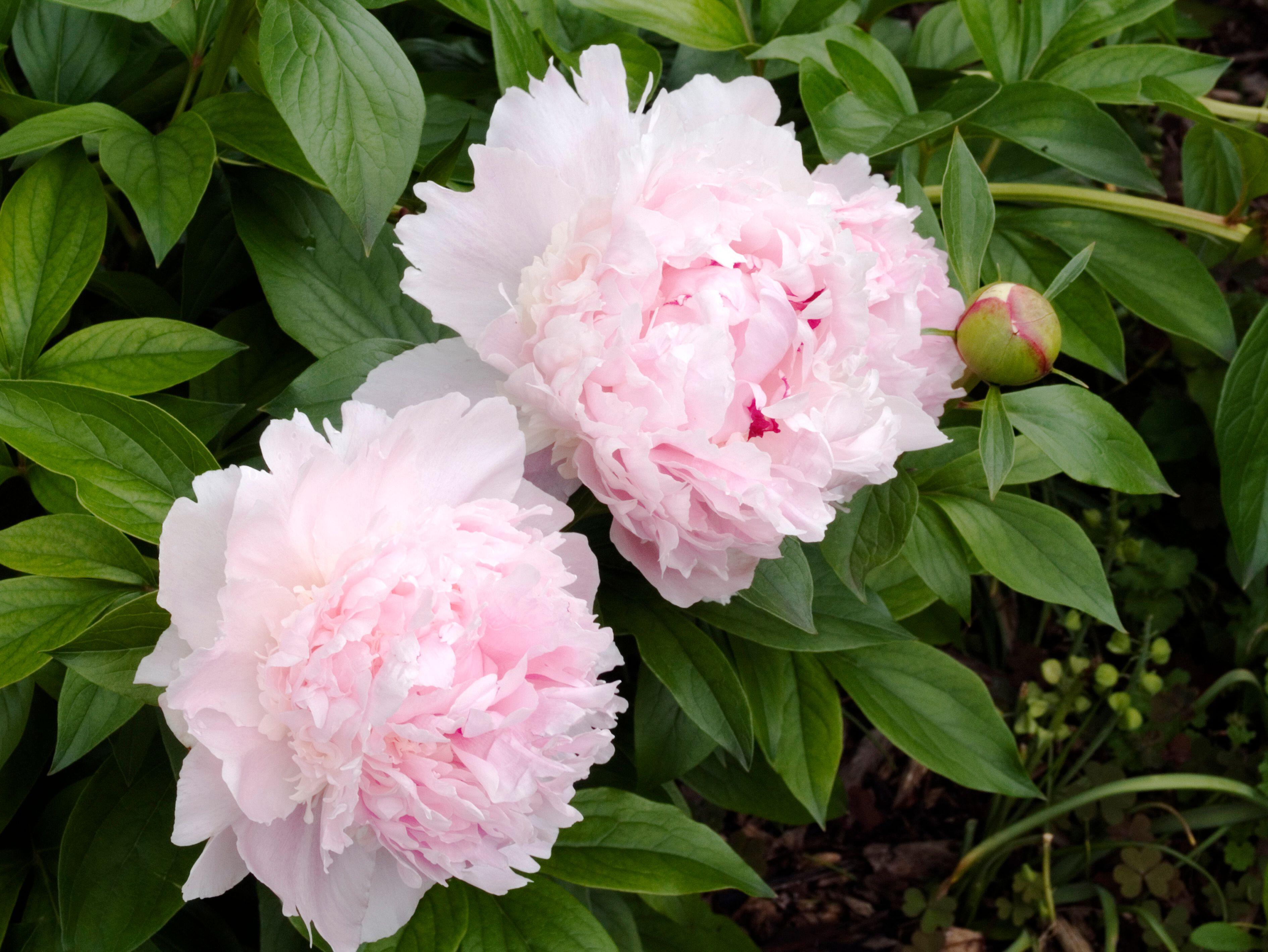 Peony ‘Angel Cheeks’ (Bare Root)