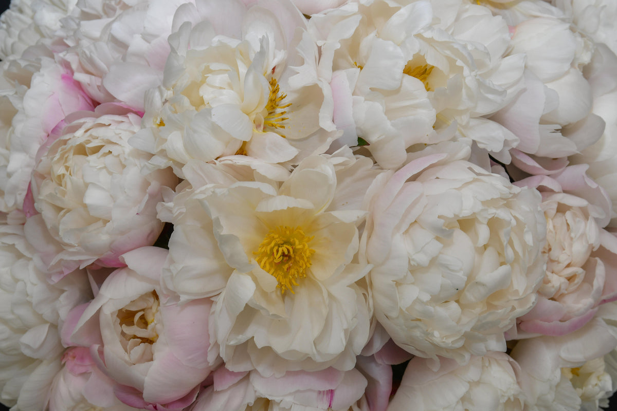 Peony ‘Gardenia White’
