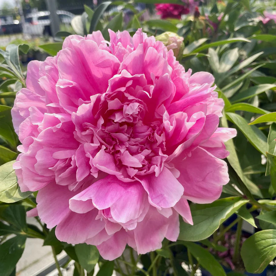 Peony ‘Jacorma’