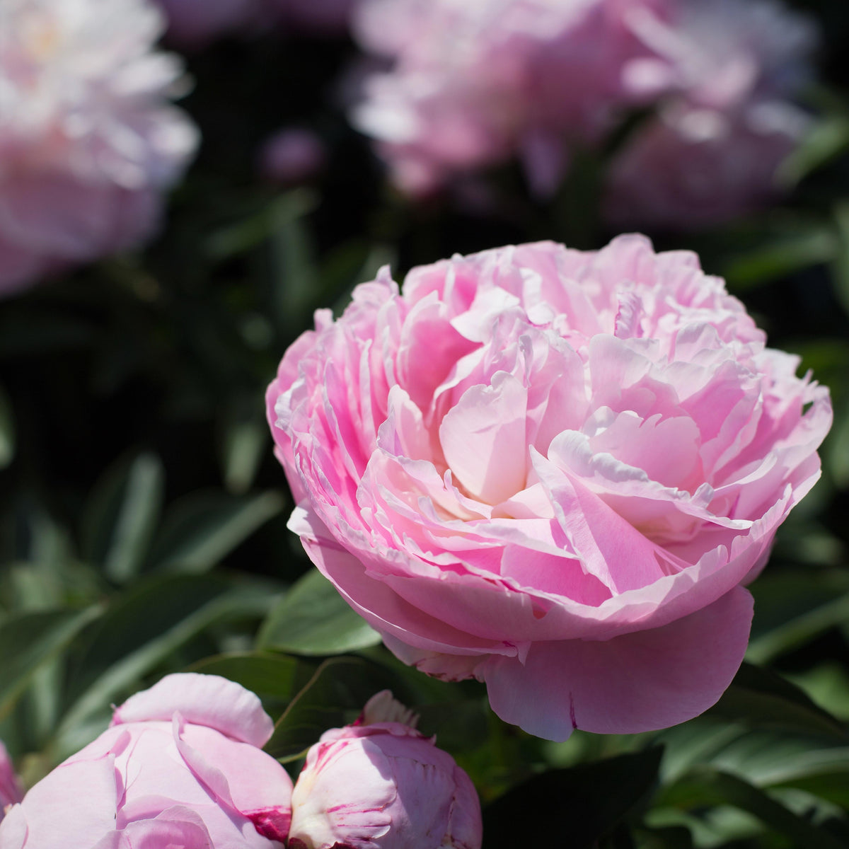 Peony ‘Lady Alexandra Duff’