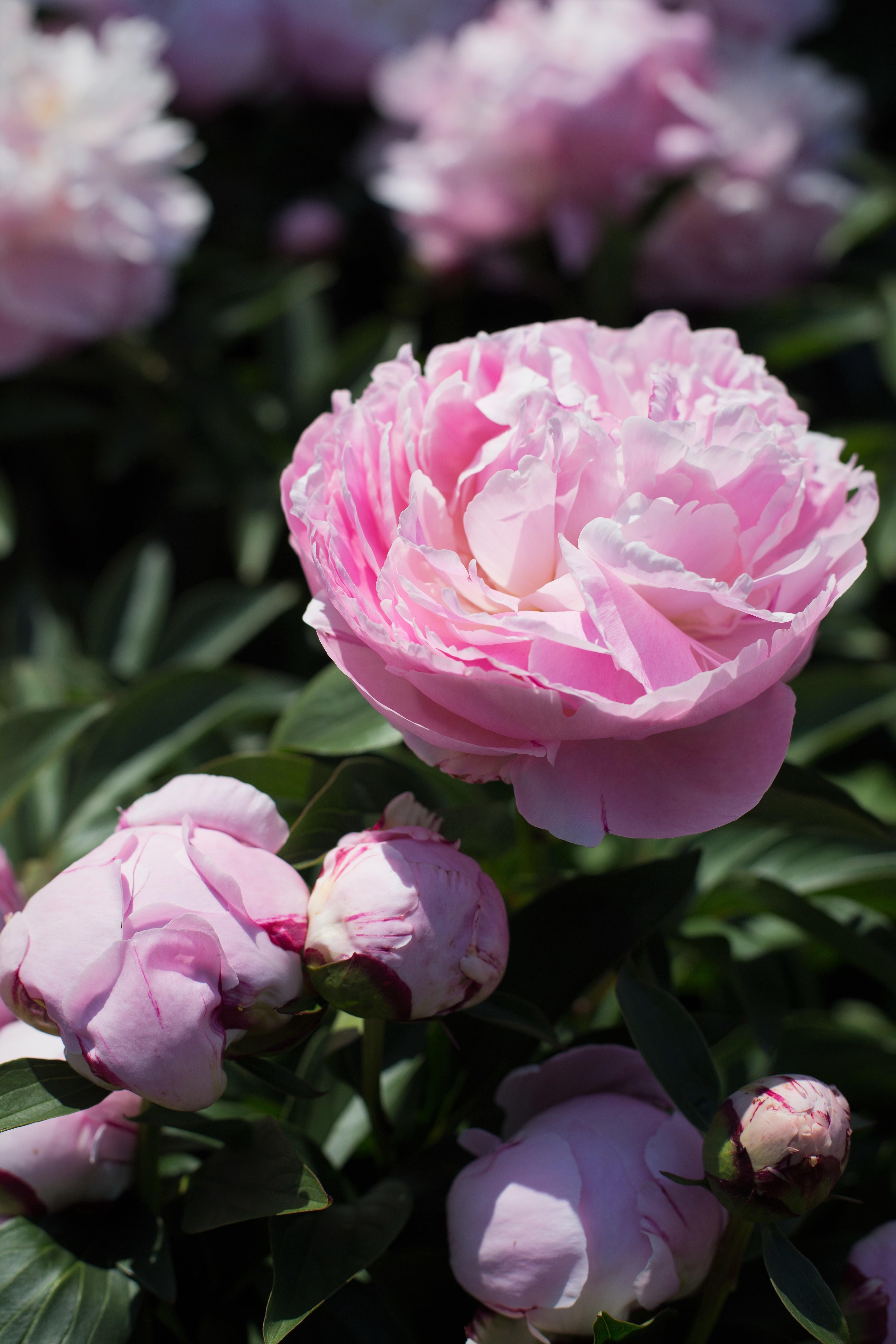 Peony ‘Lady Alexandra Duff’