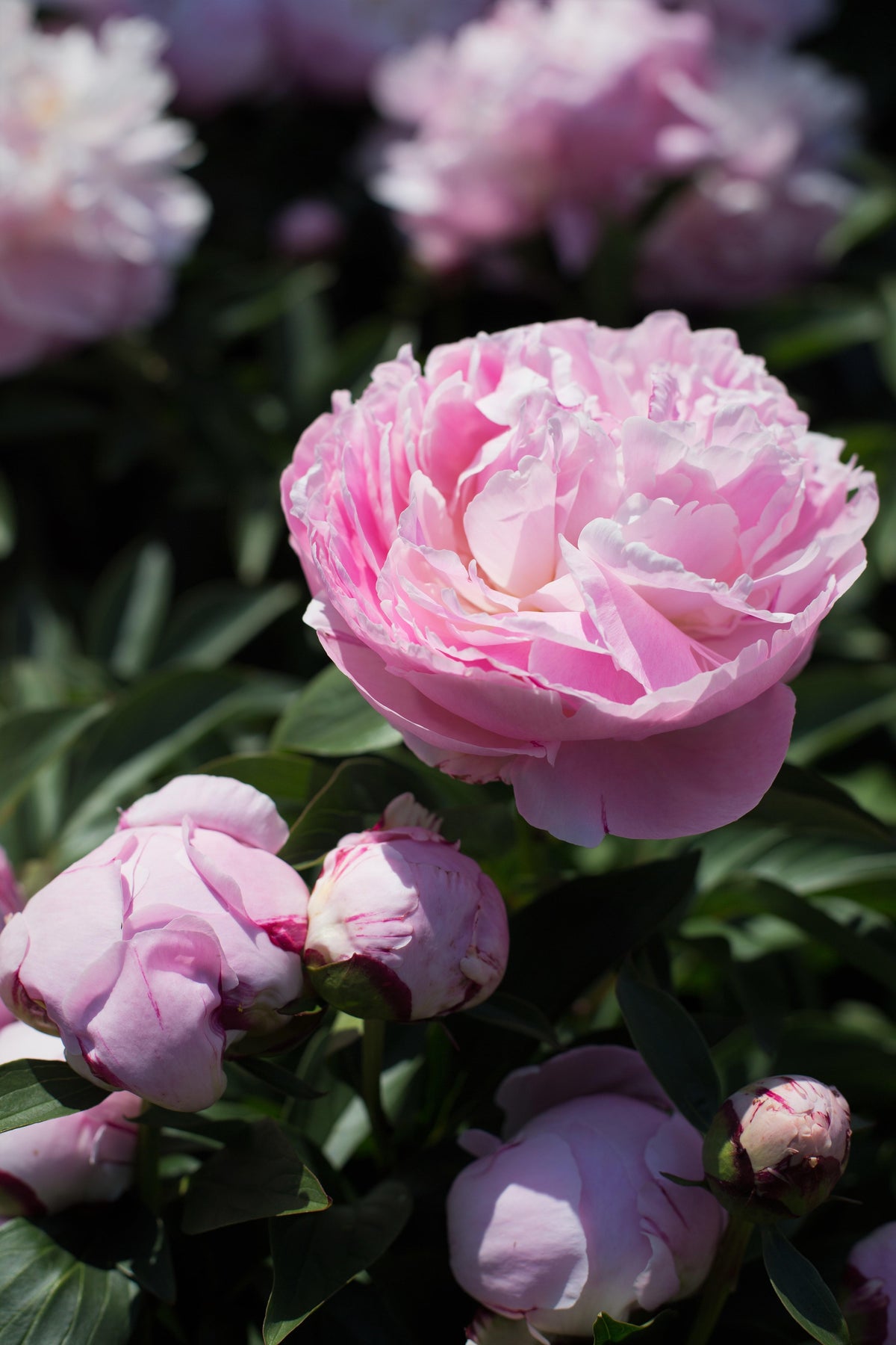 Peony ‘Lady Alexandra Duff’
