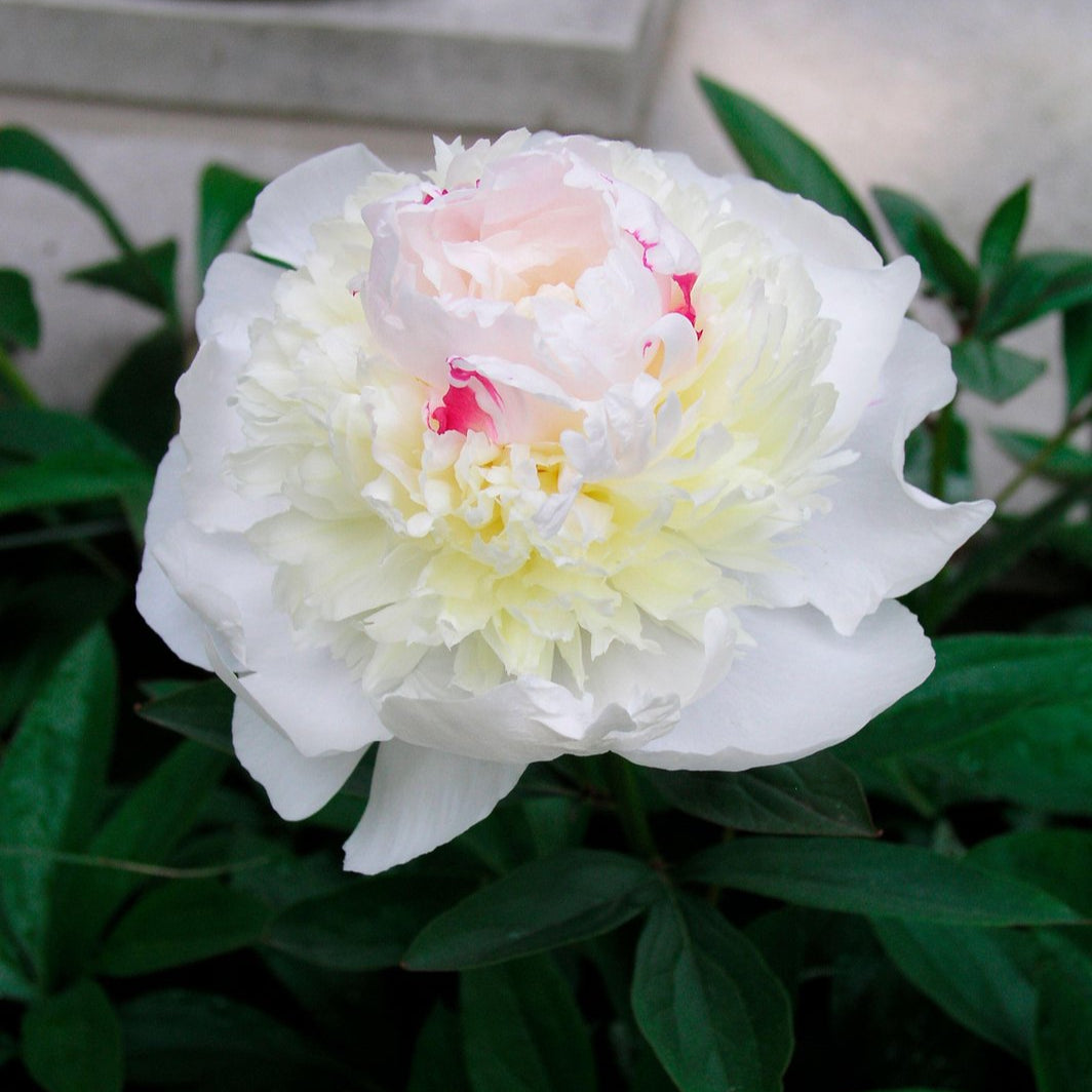 Peony ‘Madame de Verneville’