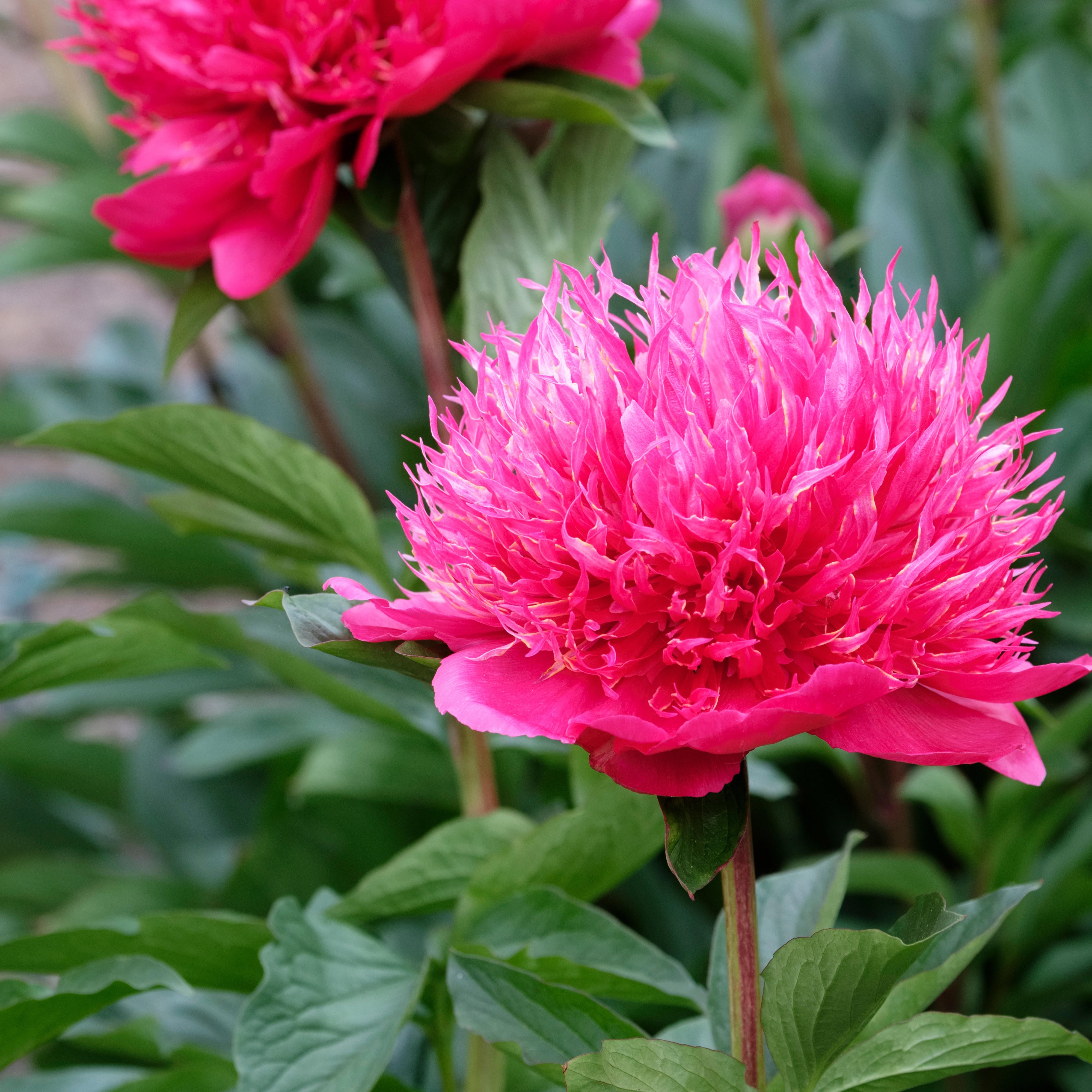 Peony ‘Many Happy Returns’ (Bare Root)