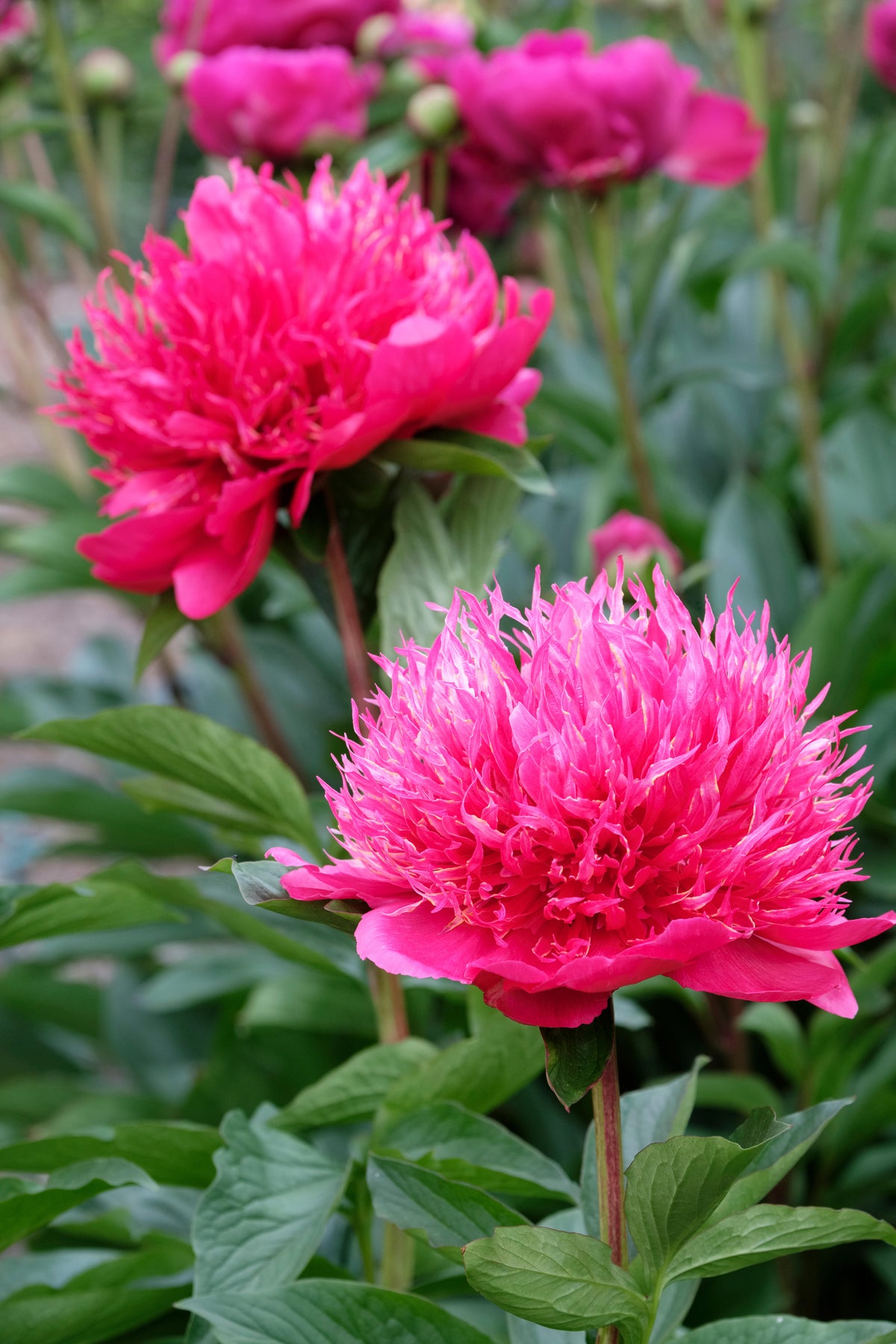 Peony ‘Many Happy Returns’
