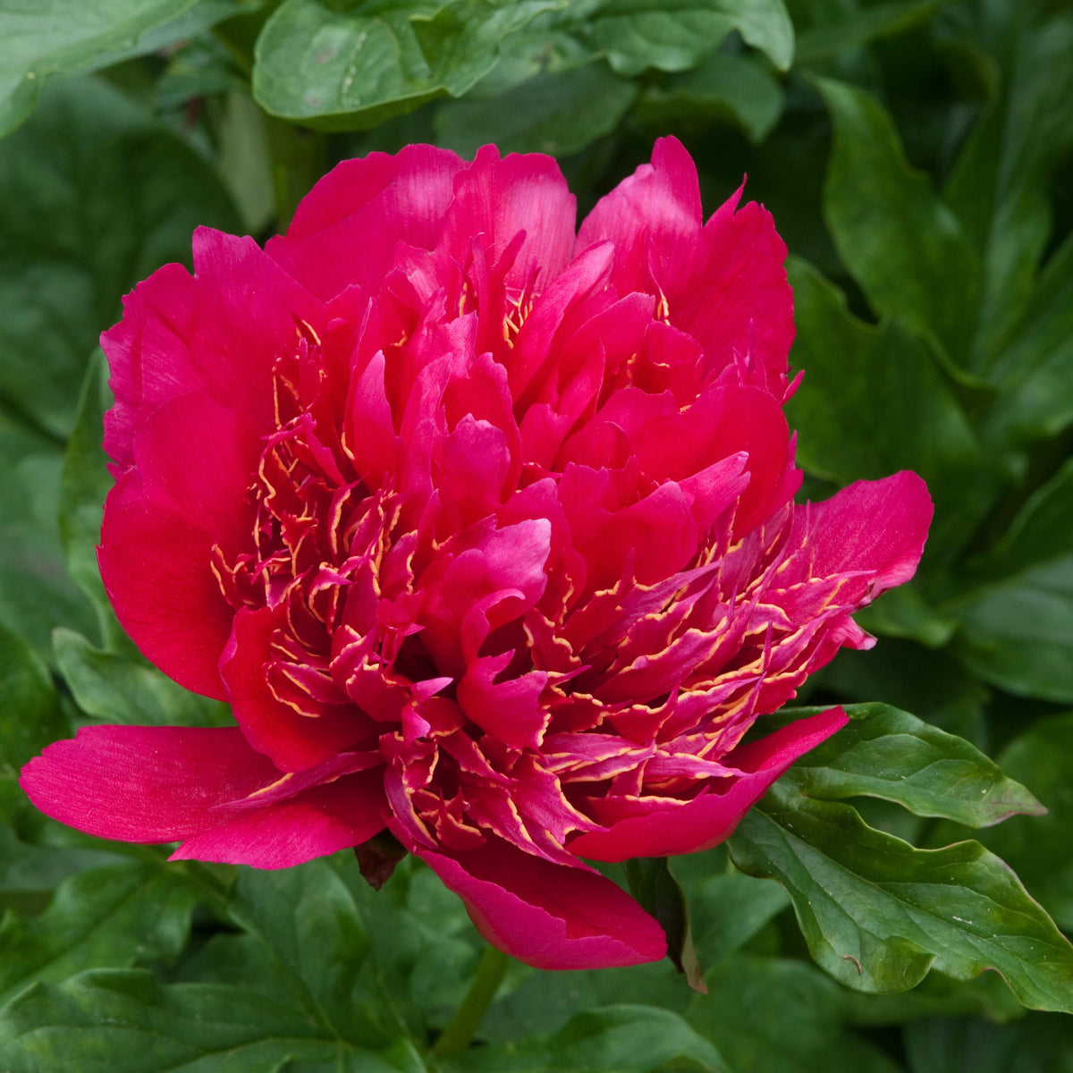 Peony ‘Many Happy Returns’