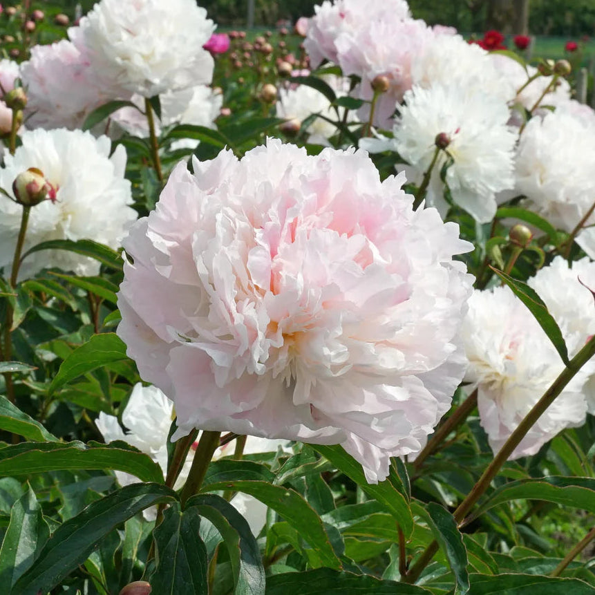 Peony ‘Alertie’ (Bare Root)