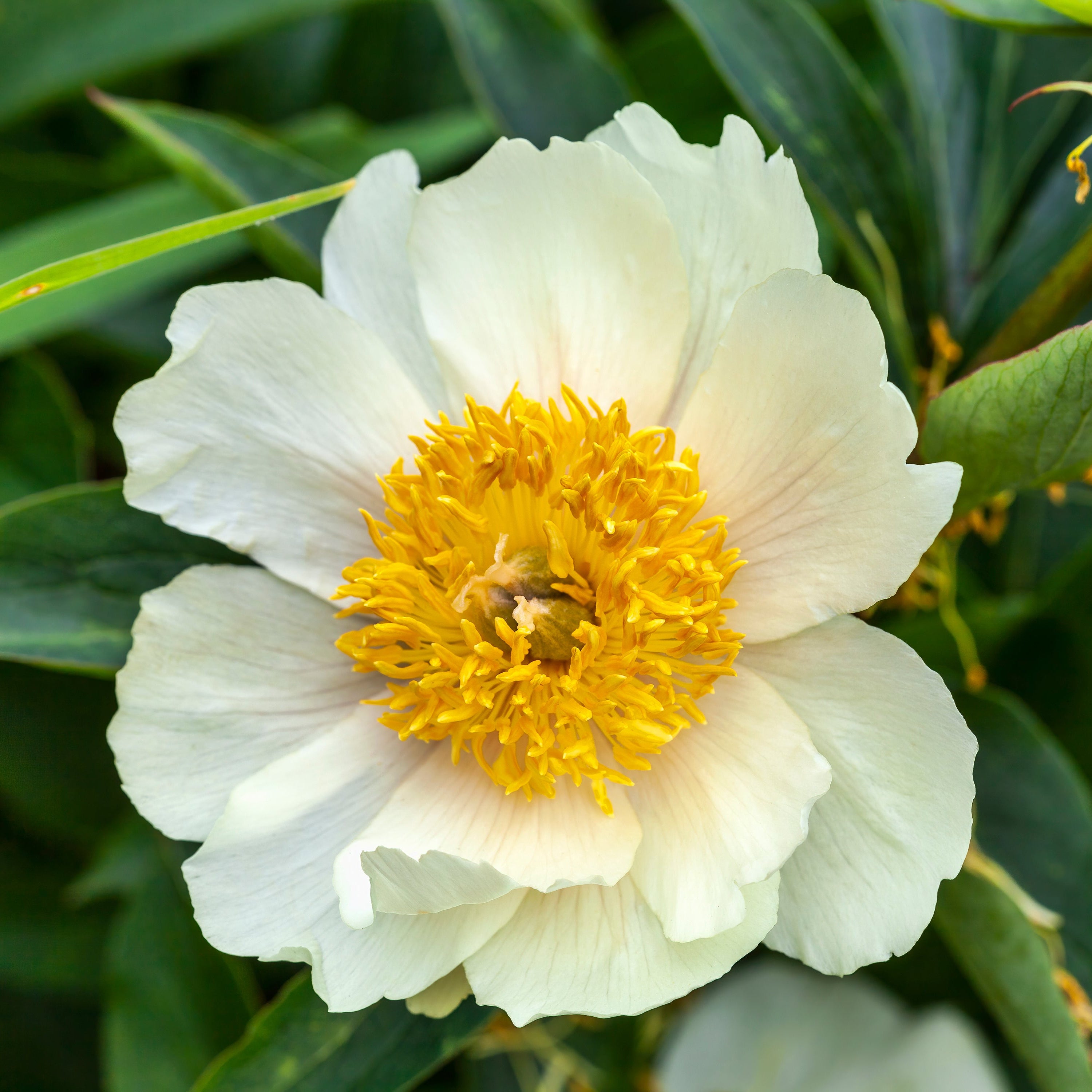 Peony ‘Claire de Lune’ (Bare Root)