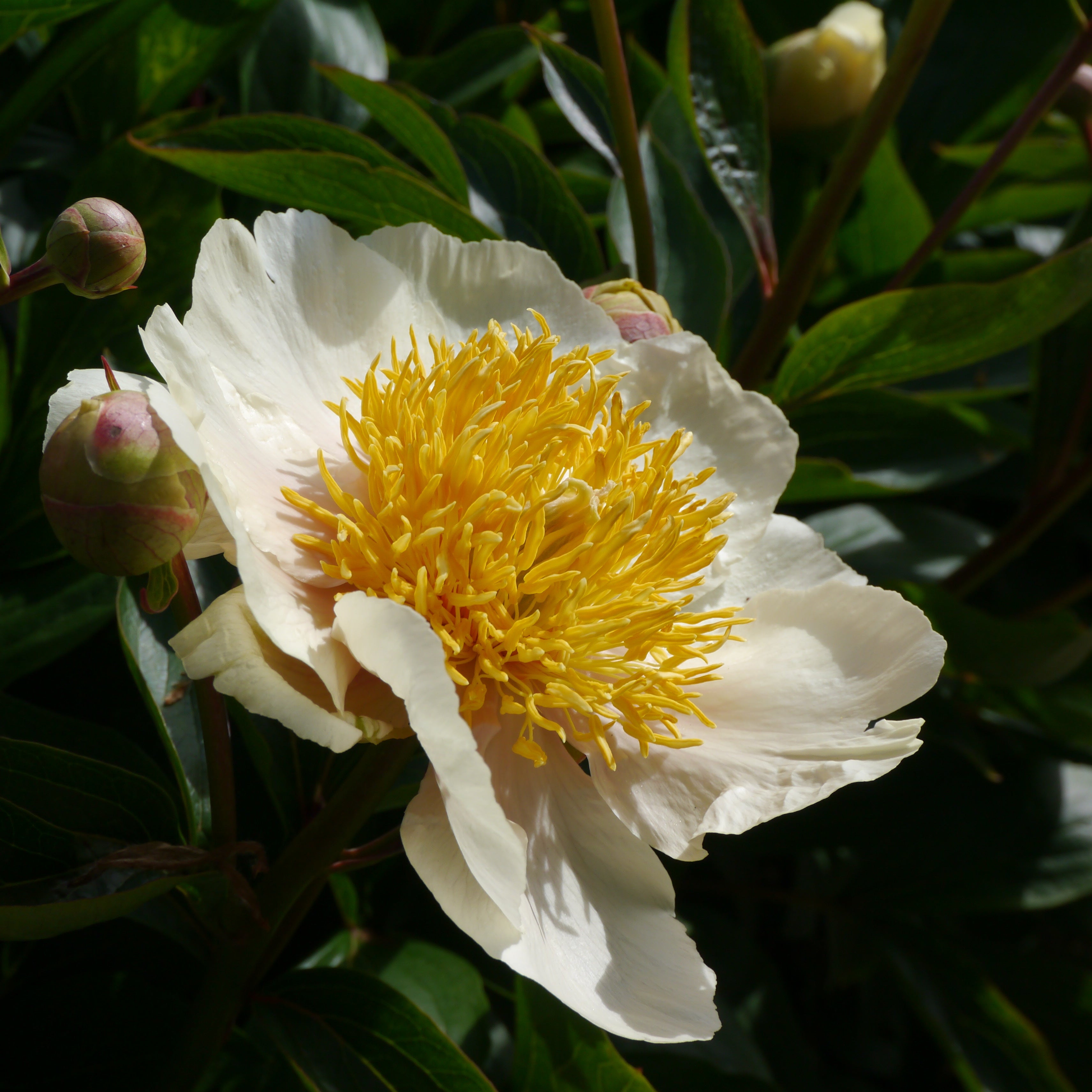 Peony ‘Claire de Lune’ (Bare Root)