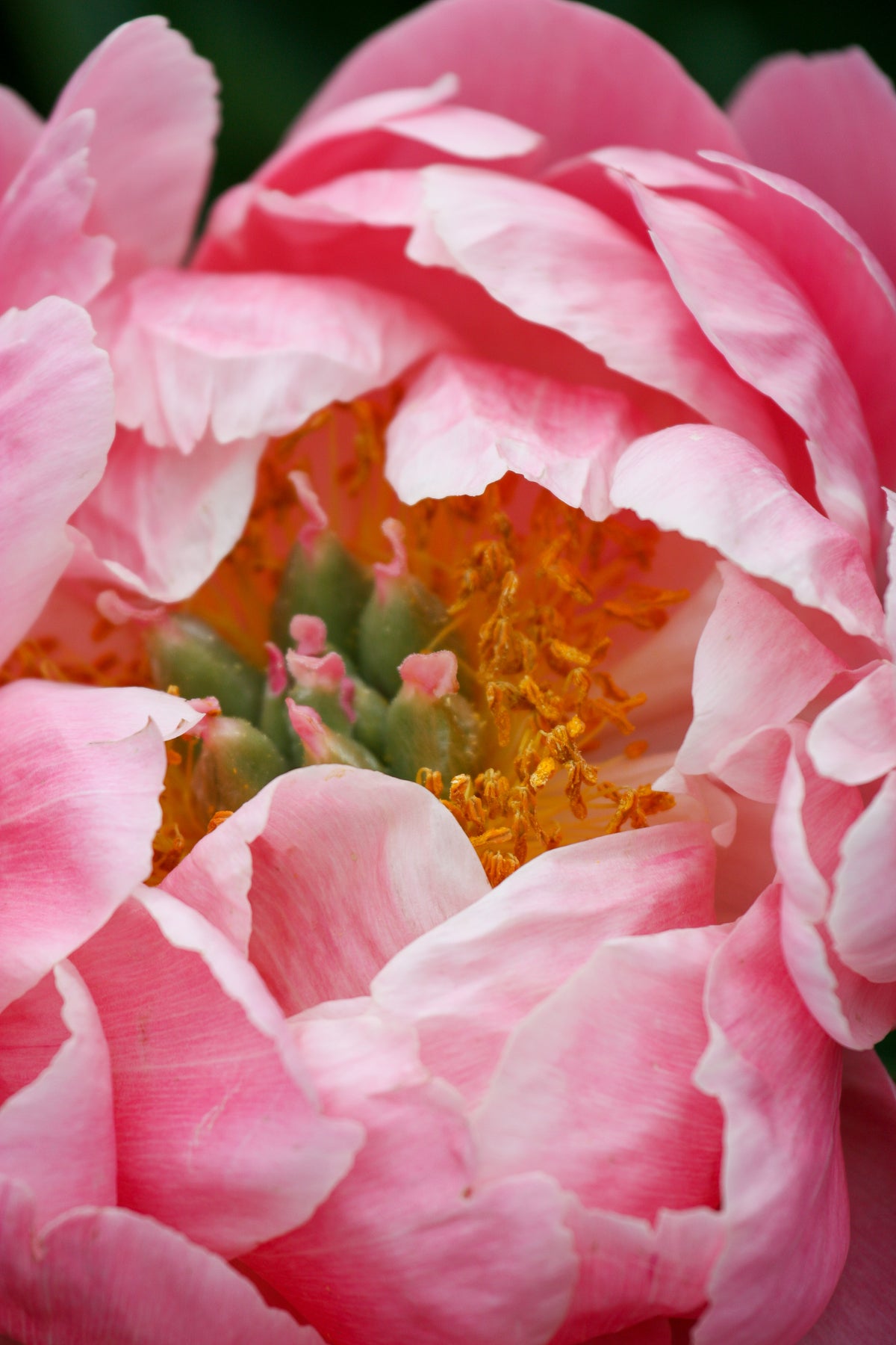Peony ‘Coral Charm’ (Bare Root)