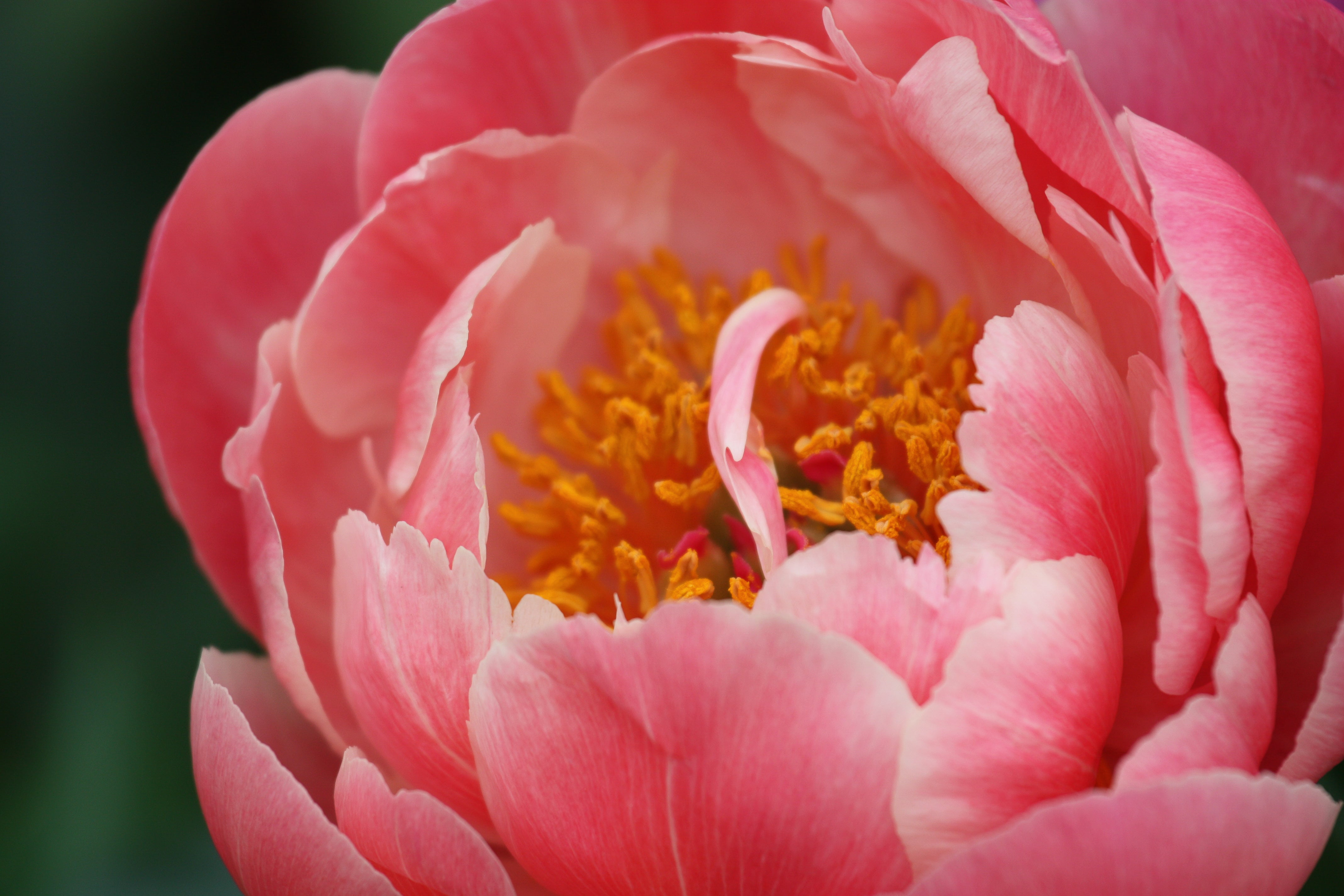 Peony ‘Coral Supreme’ (Bare Root)