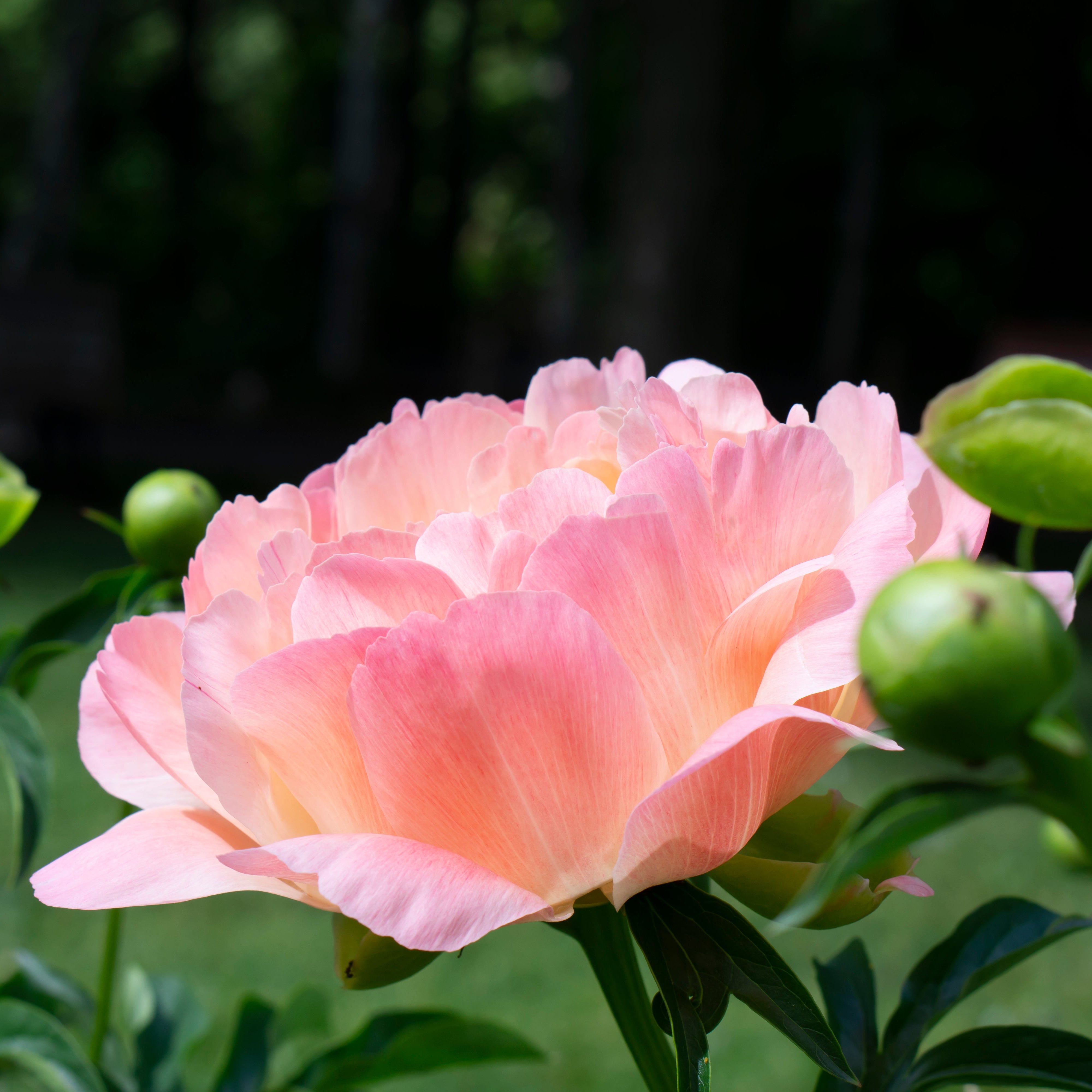 Peony ‘Coral Supreme’ (Bare Root)