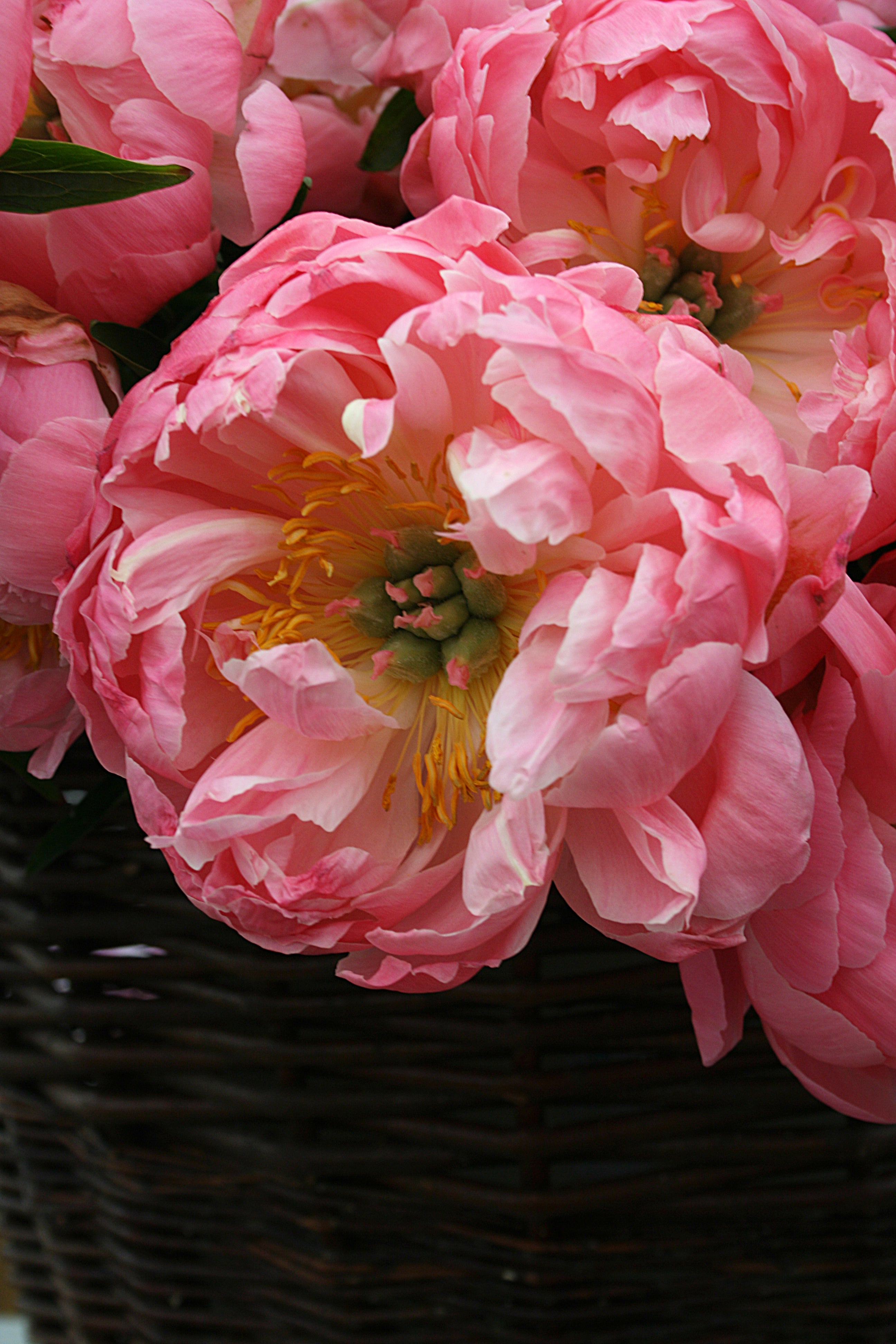 Peony ‘Coral Supreme’ (Bare Root)