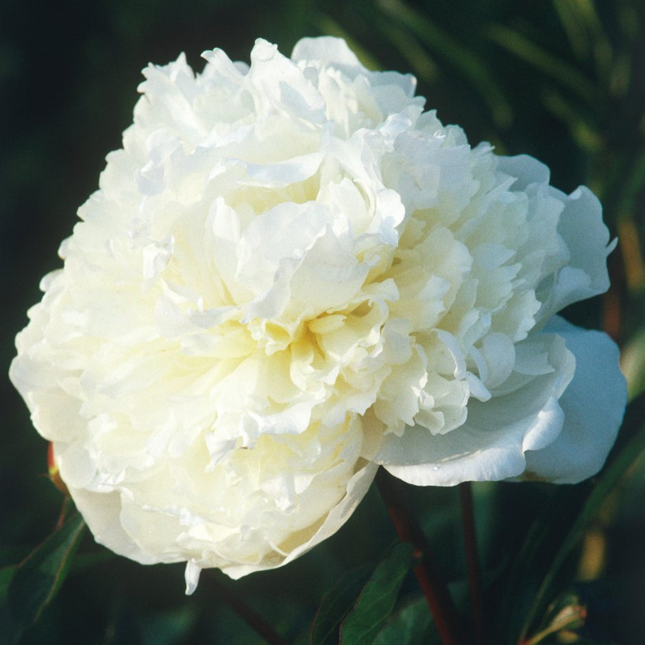 Peony ‘Duchesse de Nemours’ (Bare Root)