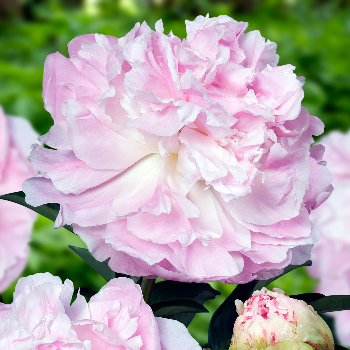 Peony ‘My Love’ (Bare Root)