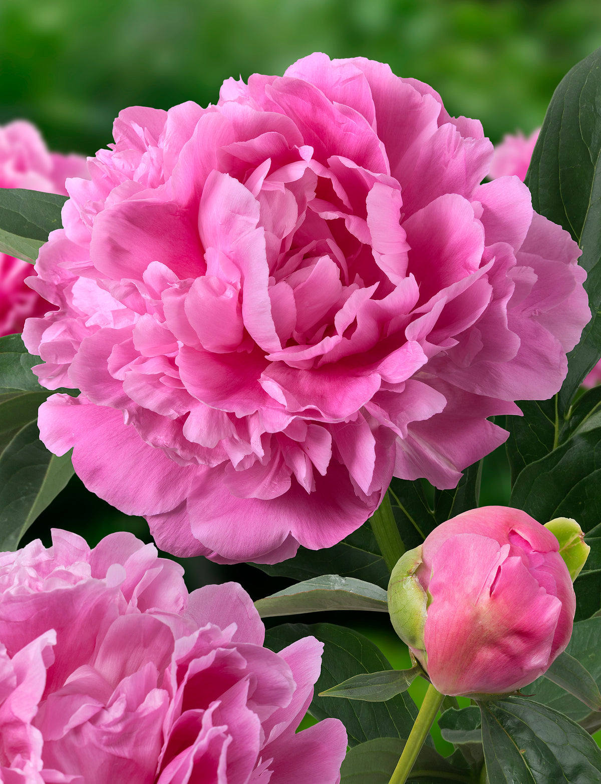 Peony ‘Jacorma’