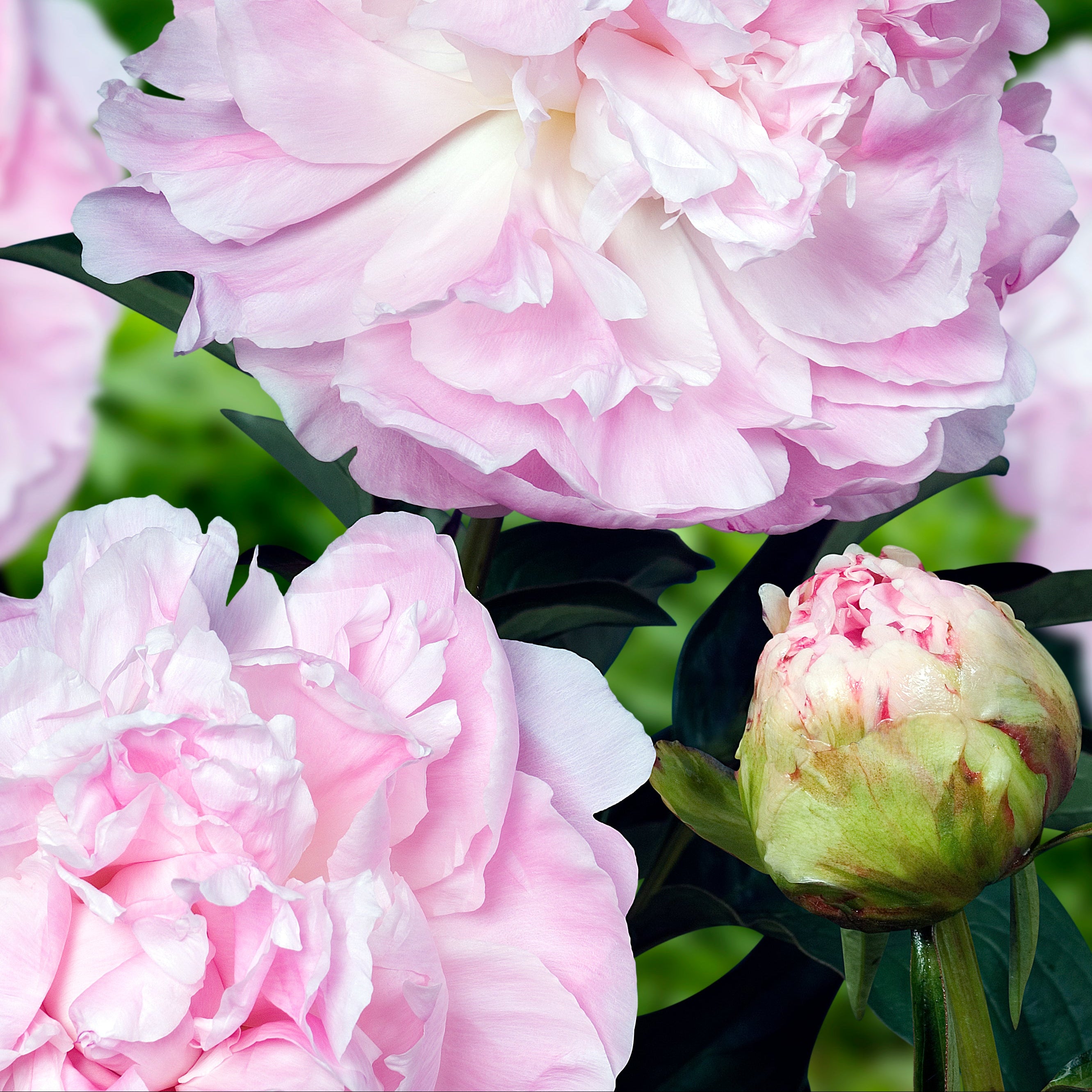 Peony ‘My Love’ (Bare Root)