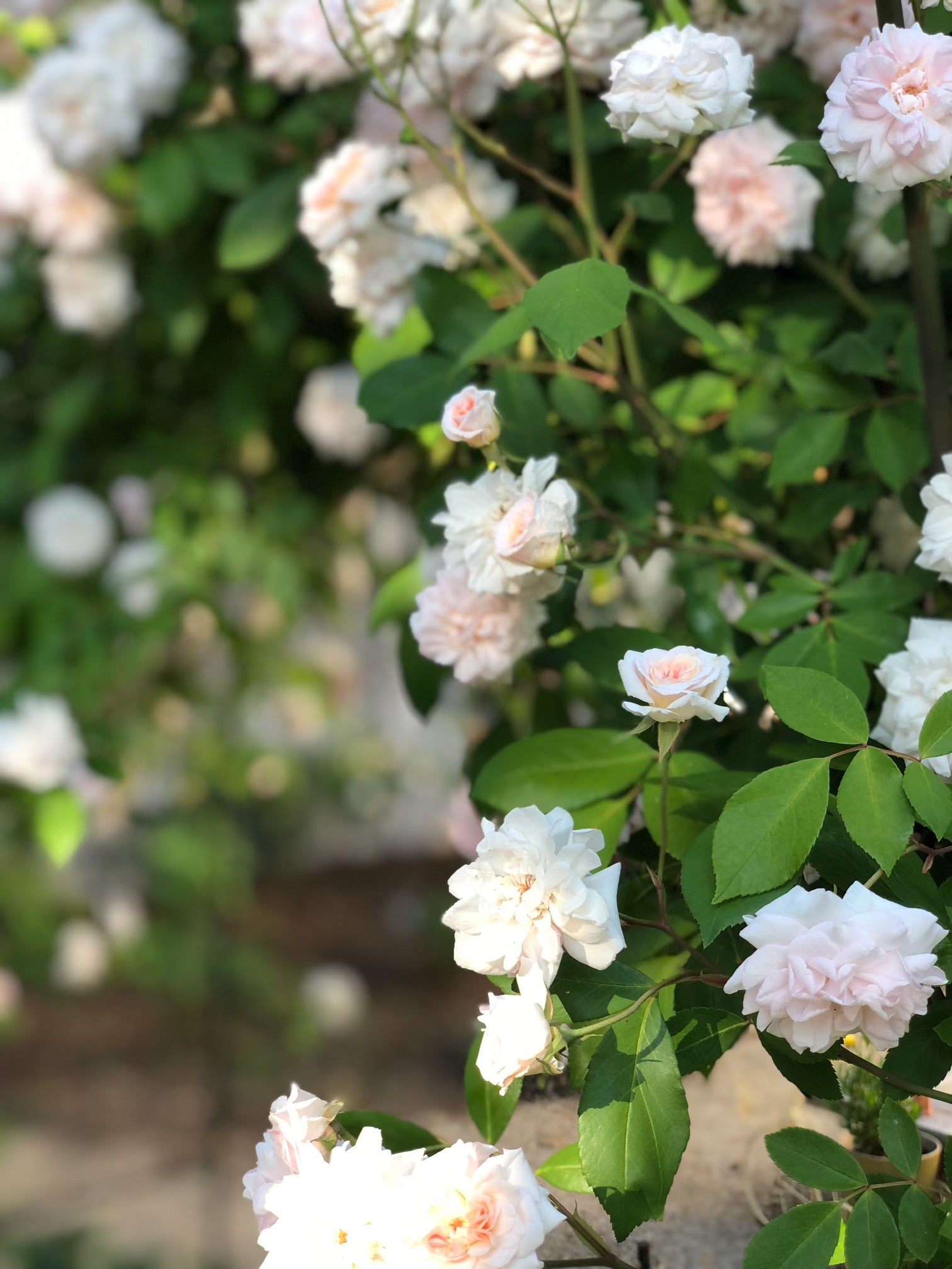 Cecile Brunner Rose