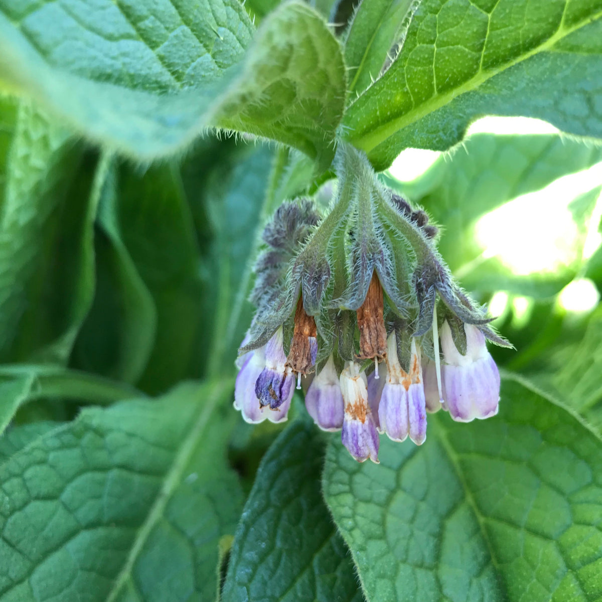 Comfrey