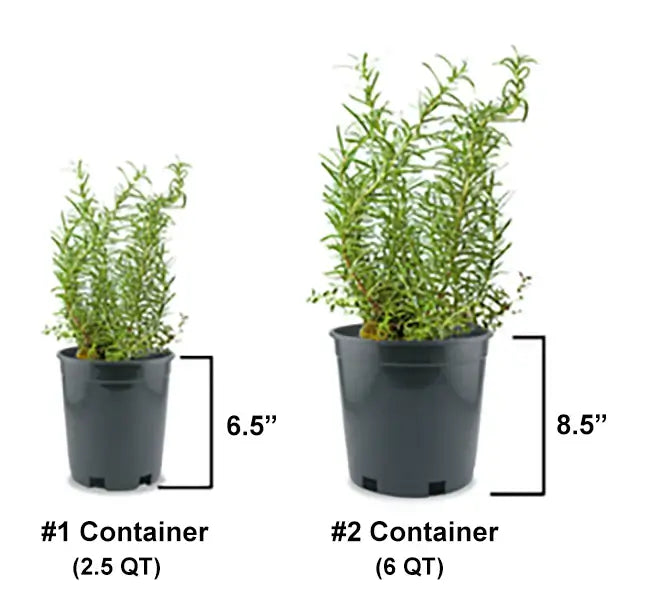 Dwarf Blue Arctic Willow