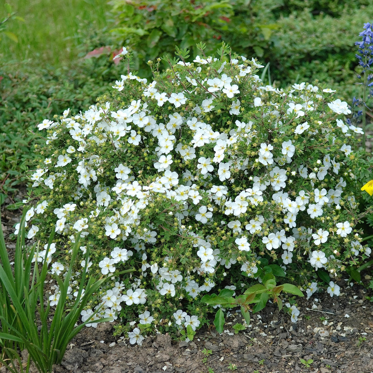 Potentilla Abbotswood
