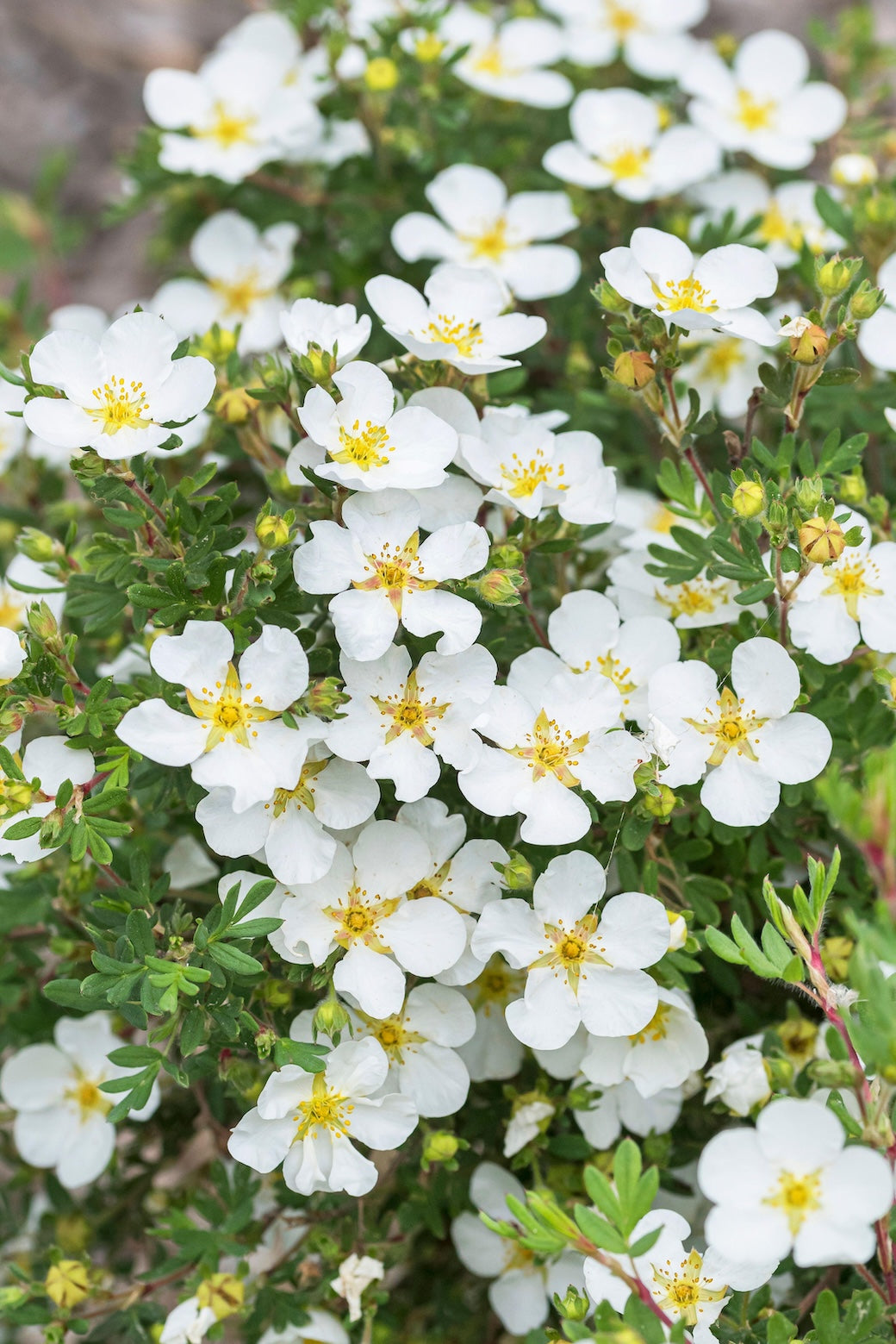 Potentilla &#39;Abbotswood&#39;