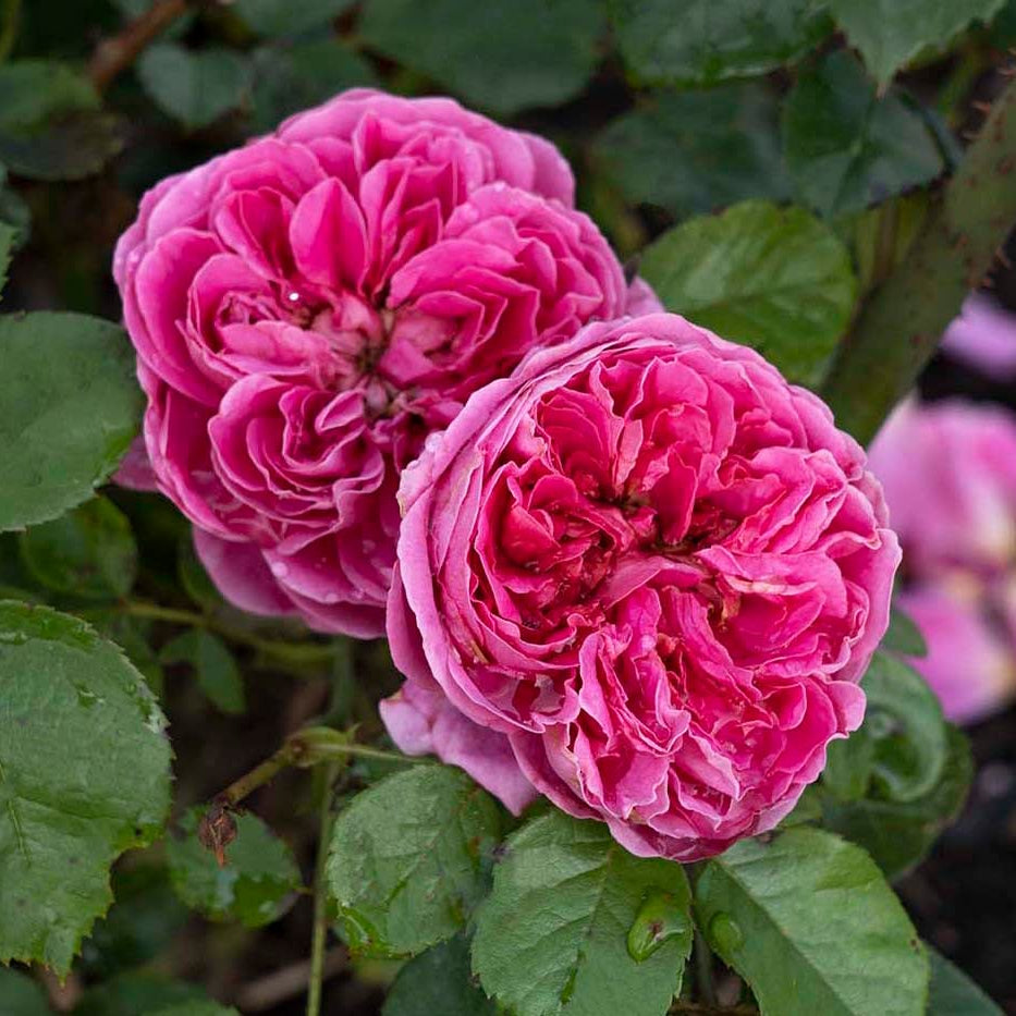 PowerPuff Pink® Rose