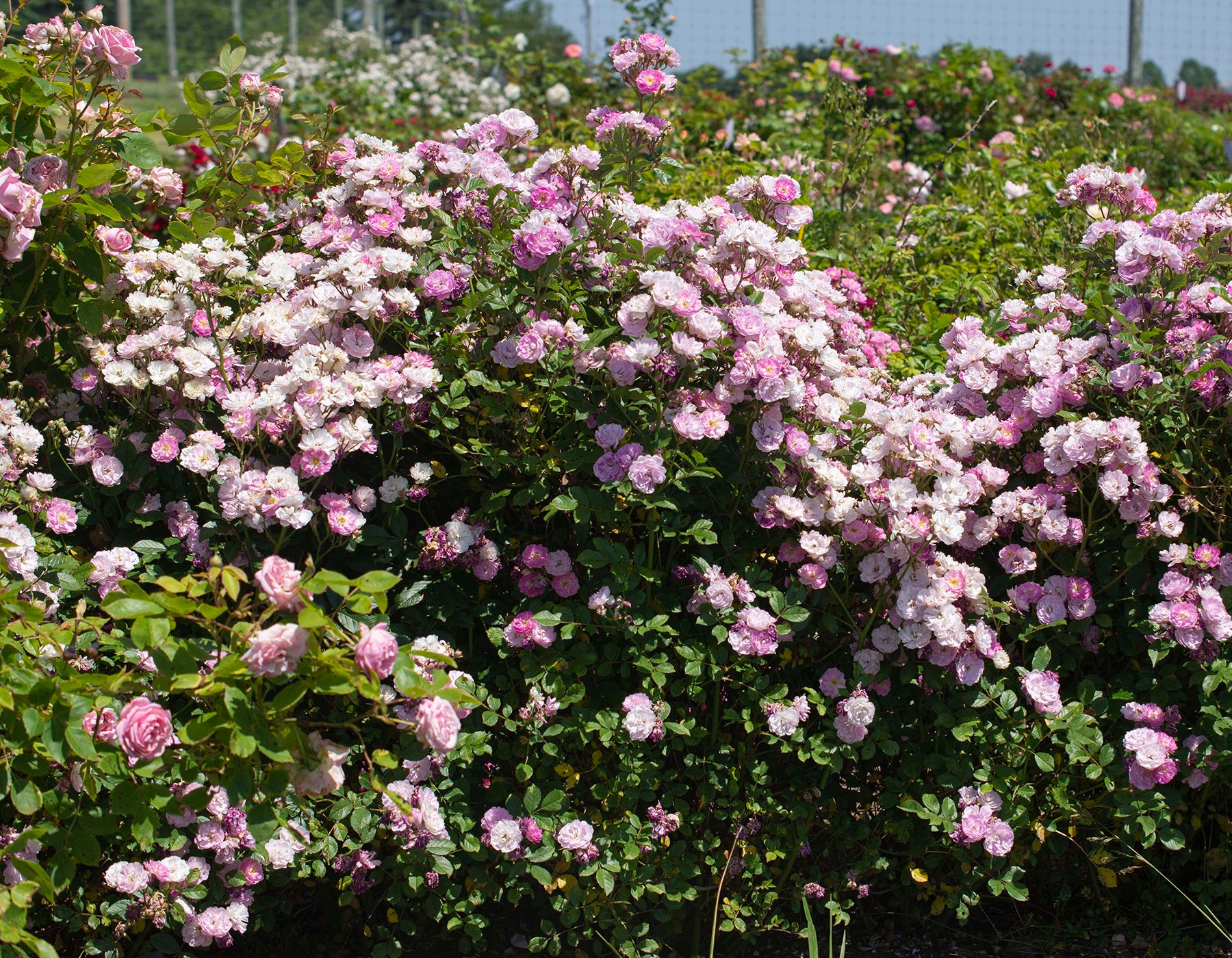 Pretty Polly® Lavender Rose